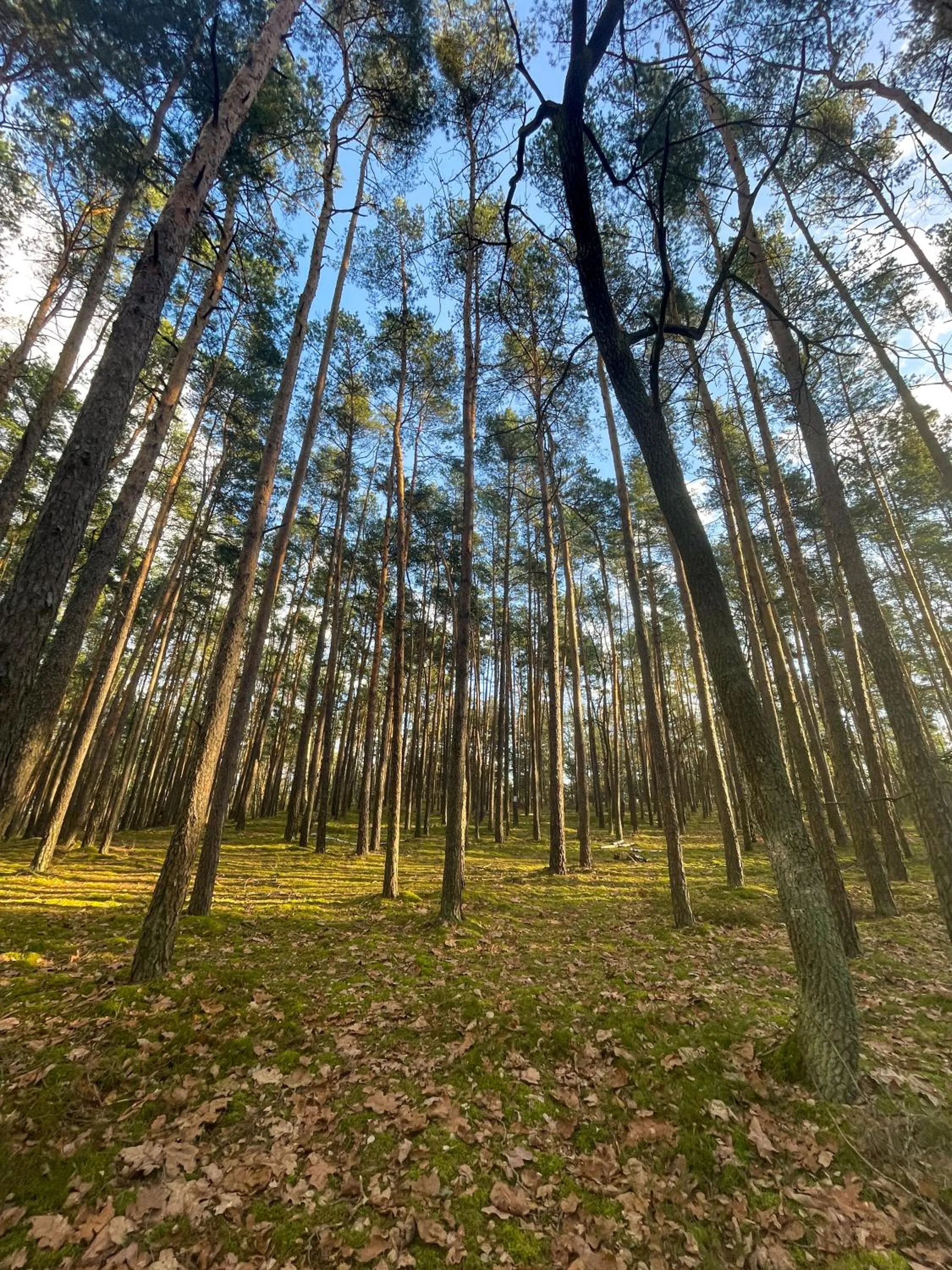 Natural landscape in Park Rekreacyjno-Biznesowy Las Woda