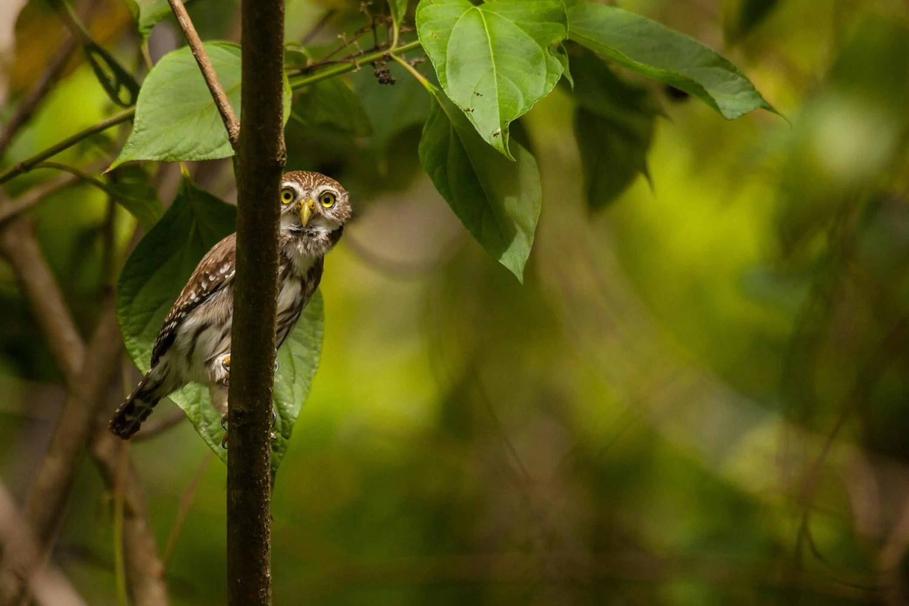 Garden in Arenas Del Mar Beachfront & Rainforest Resort Member of the Cayuga Collection