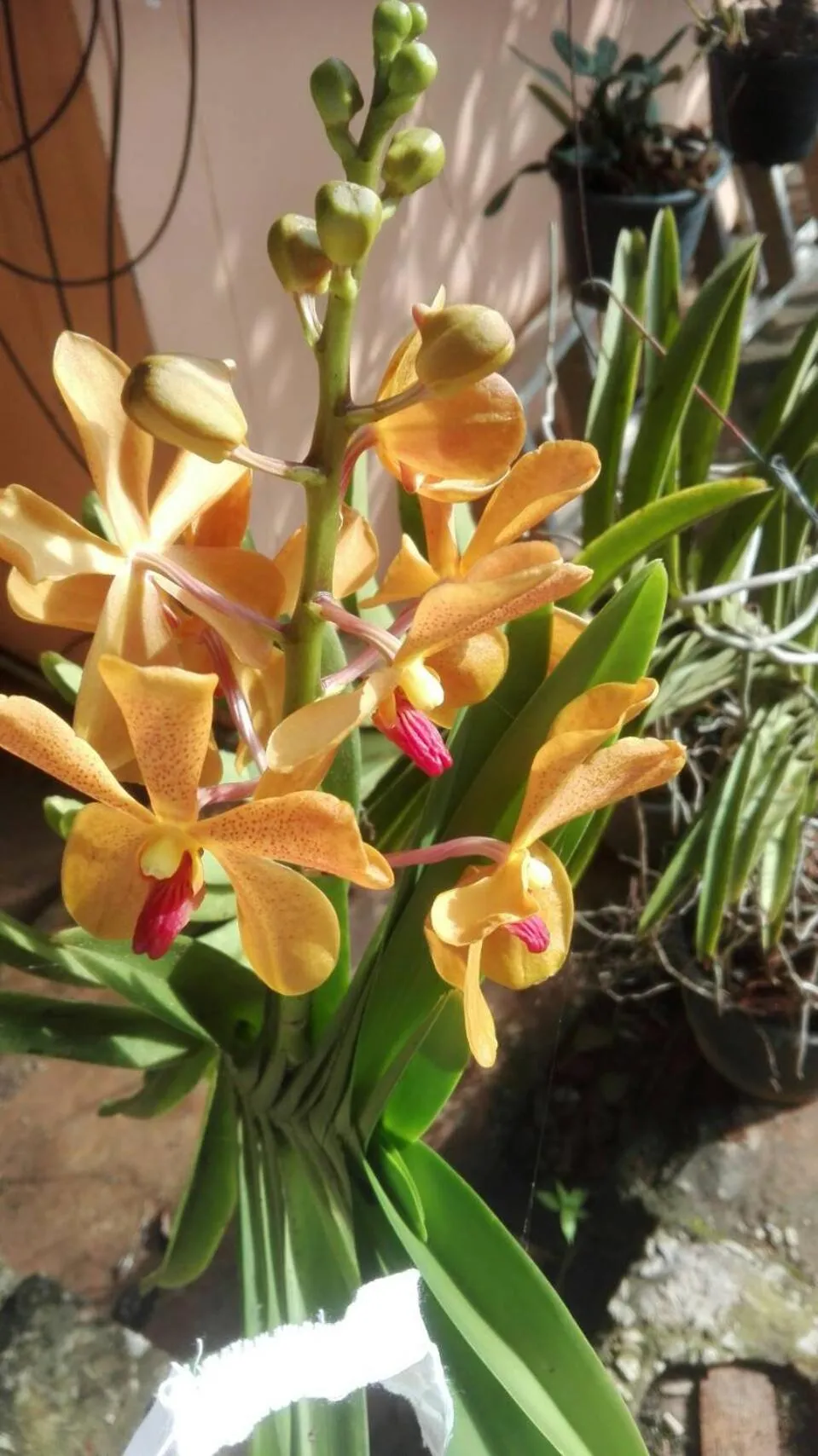 Garden view in Phuphet Hill Resort