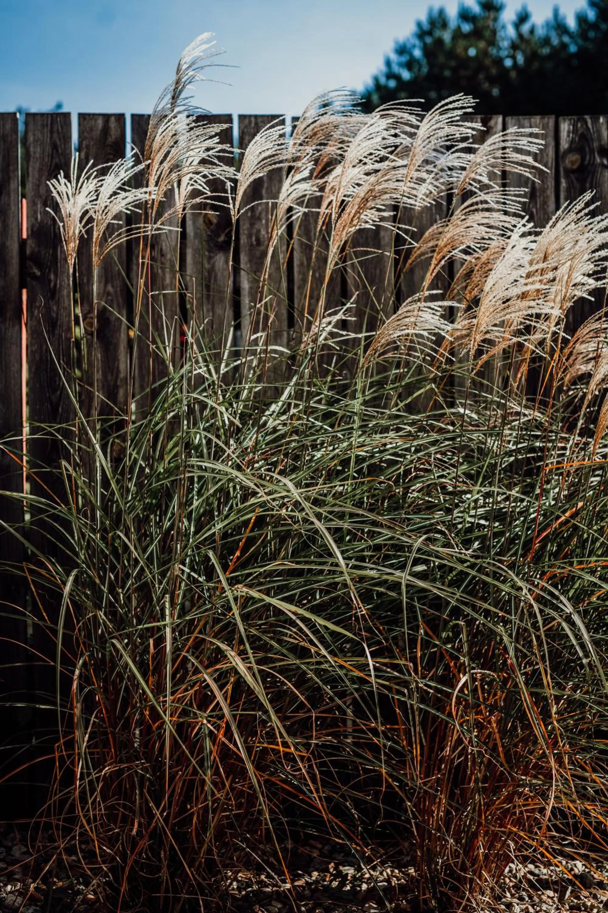 Garden in HOT_elarnia Hotel & Spa