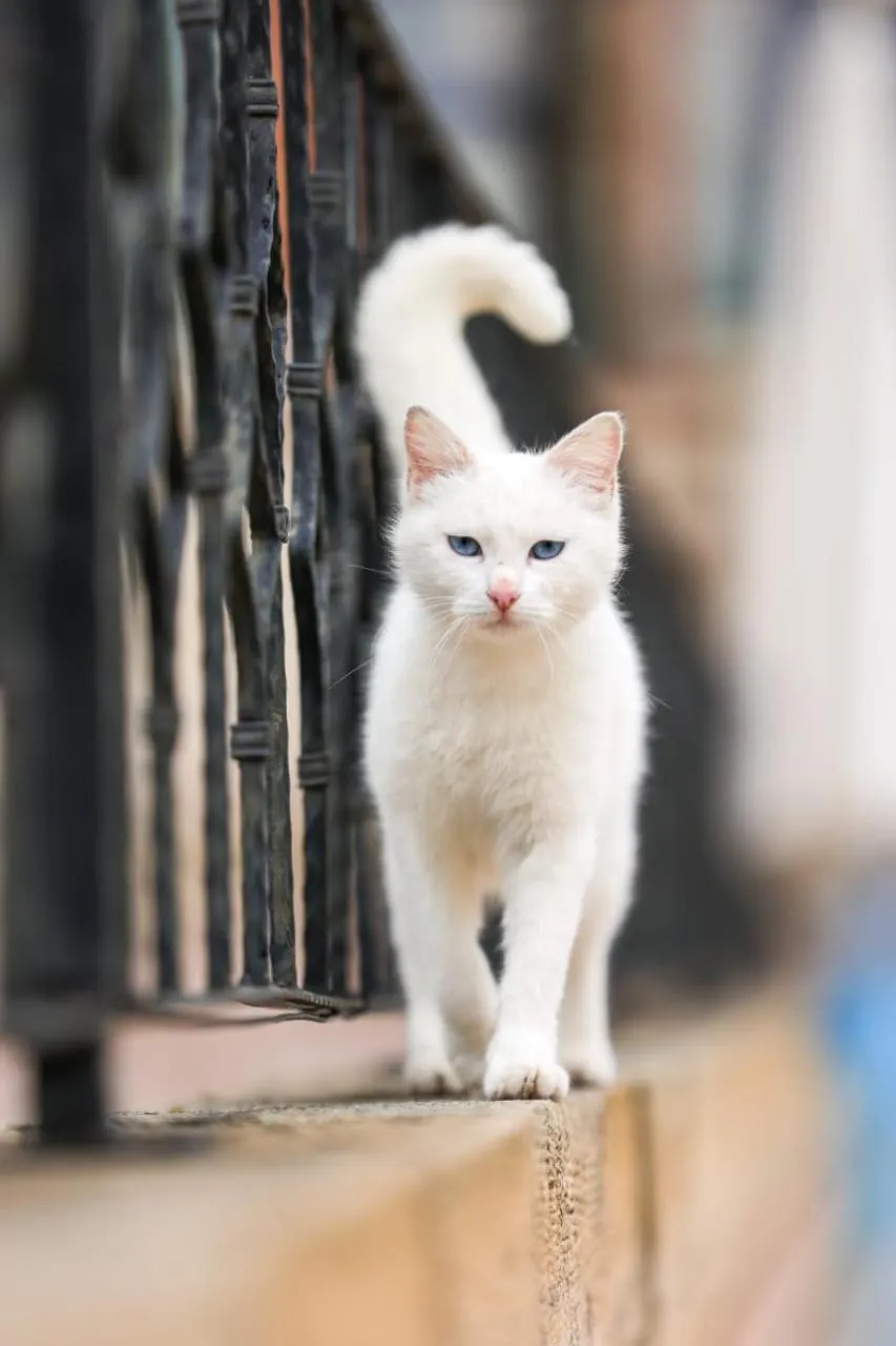 Pets in Nature Park Cave Hotel