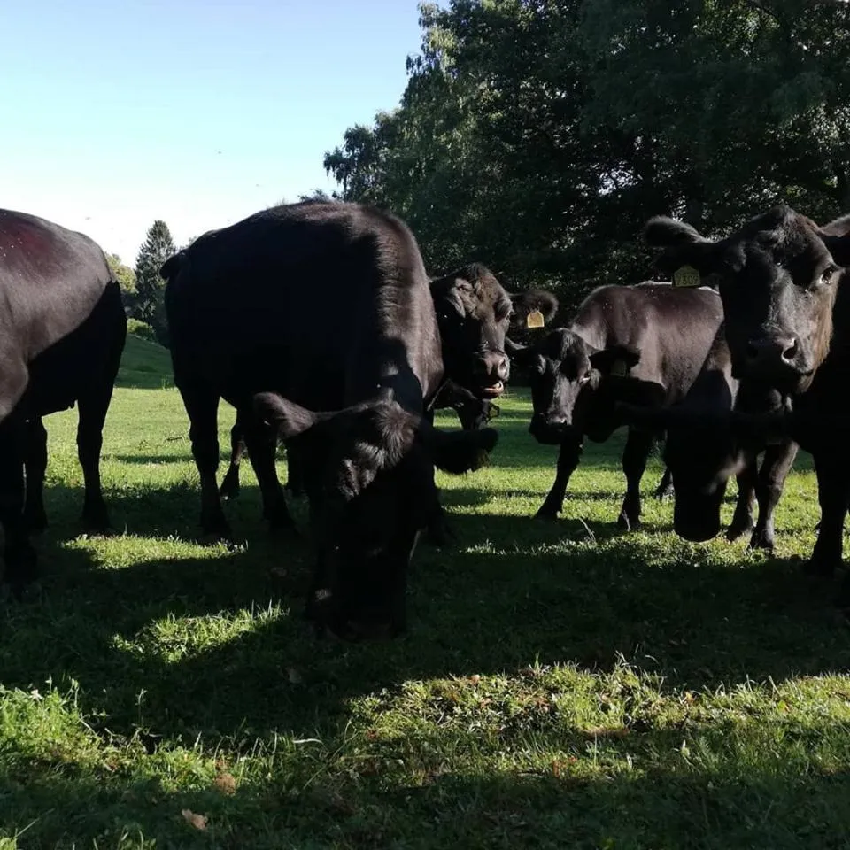 Pets in Hotel Villa Simplicitas