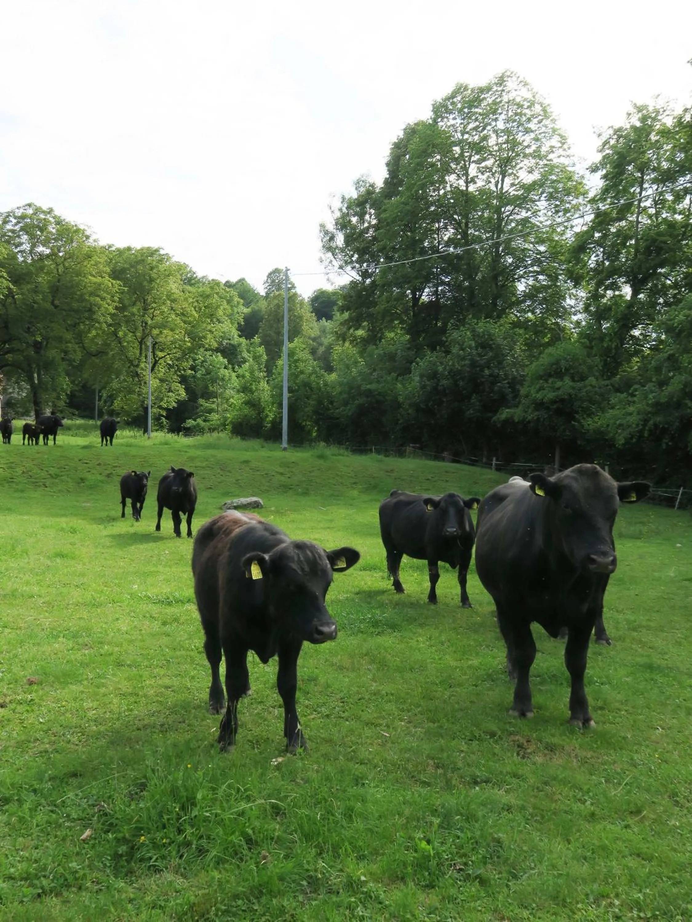 Hotel Villa Simplicitas