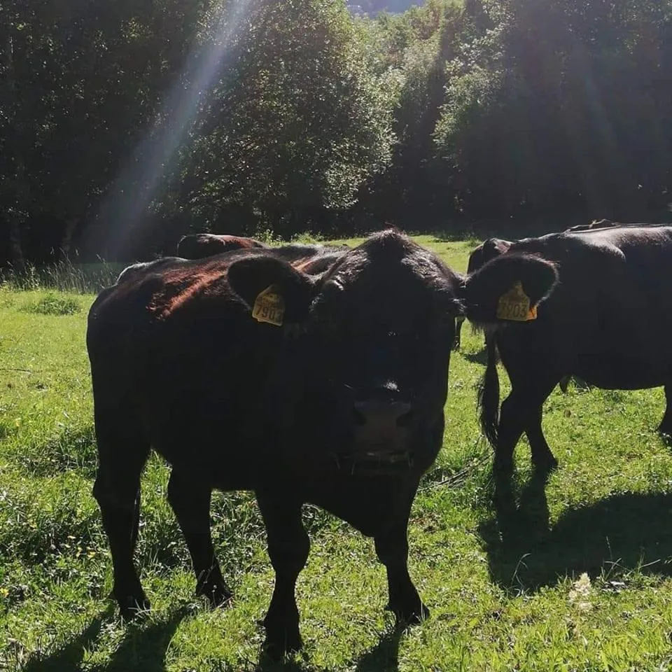 Pets in Hotel Villa Simplicitas