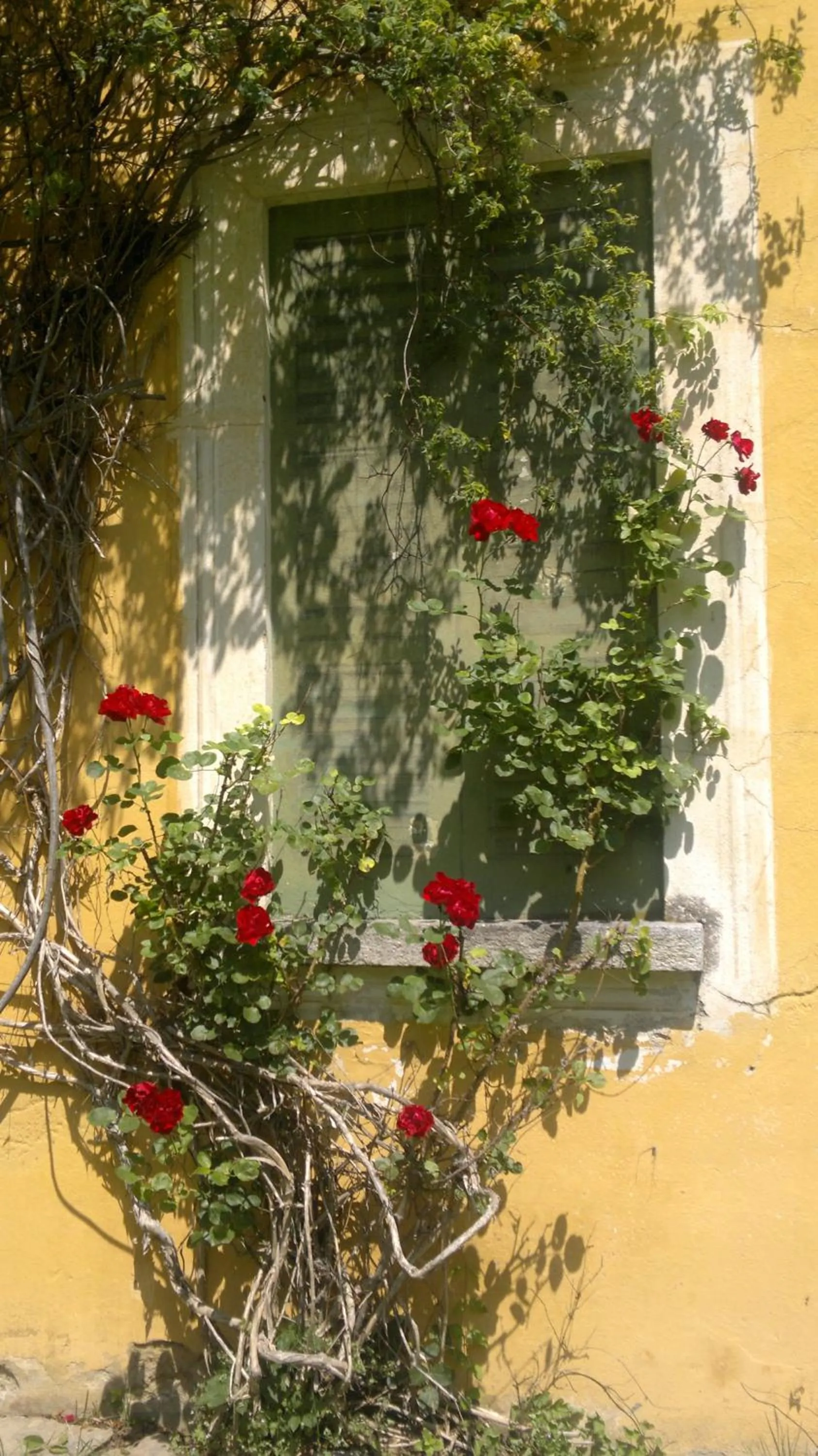 Garden in Hotel Villa Simplicitas