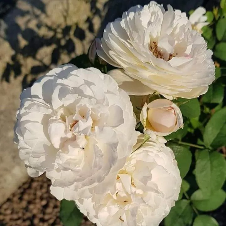 Garden in Hotel Villa Simplicitas