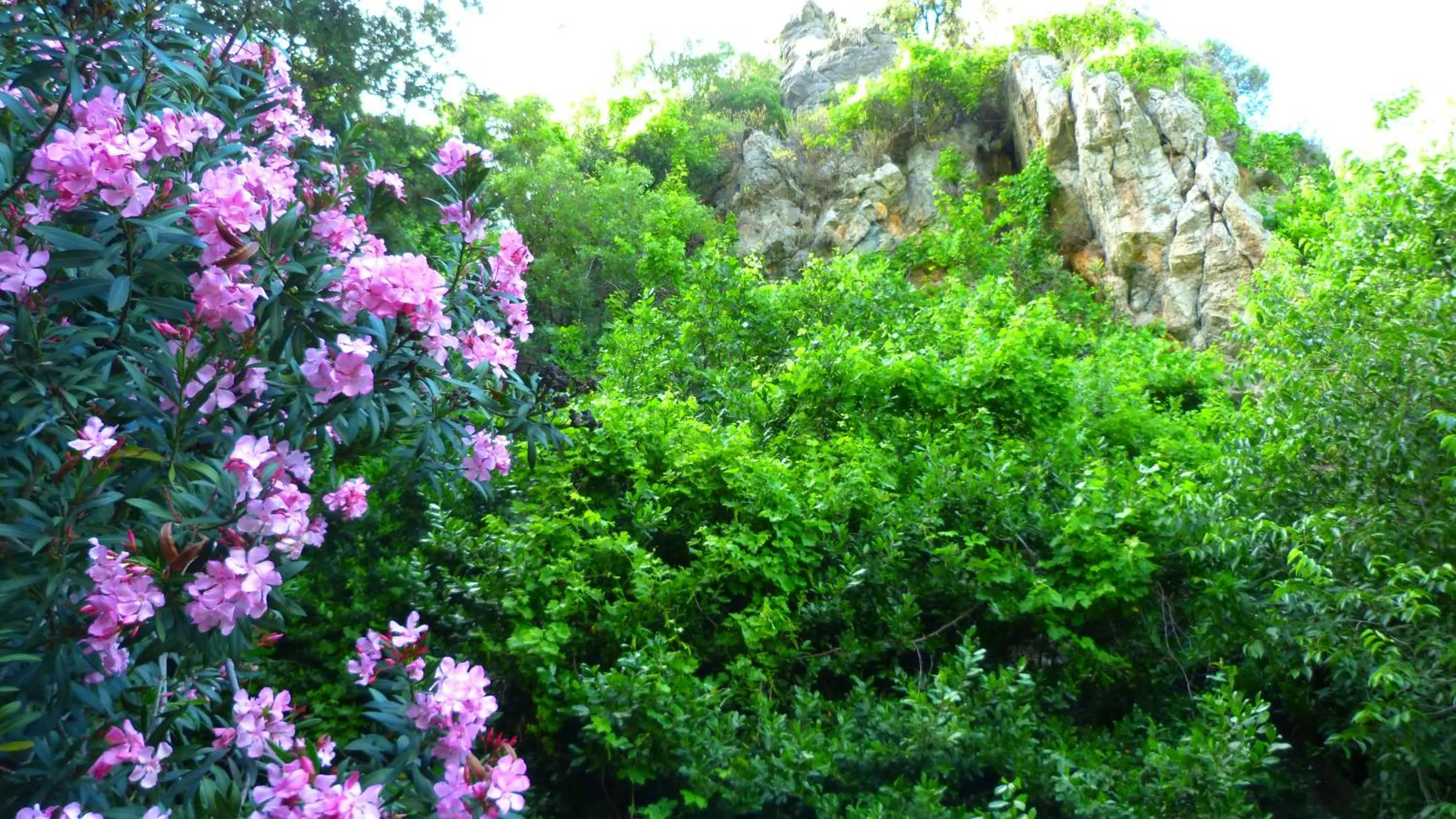 Garden in Simge Pension