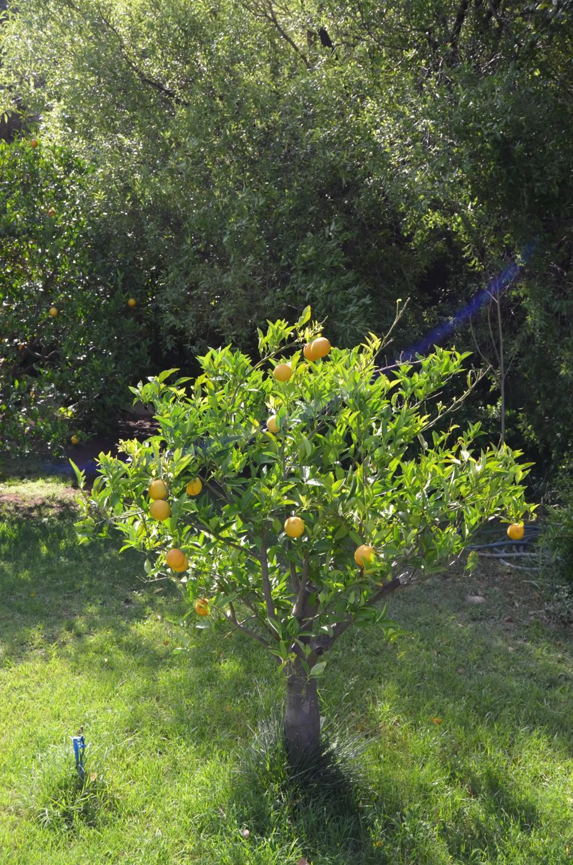 Garden in Simge Pension