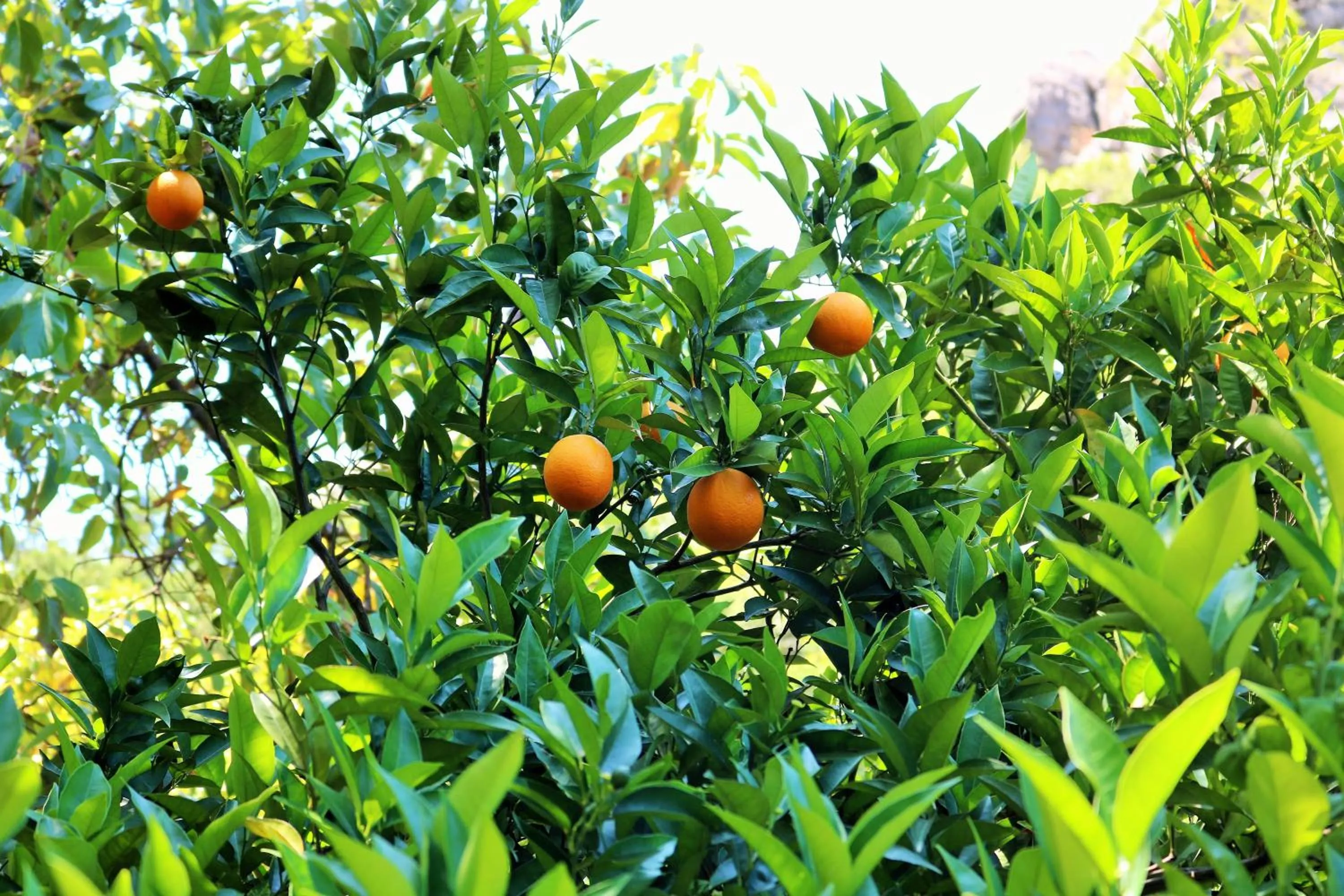 Garden in Simge Pension