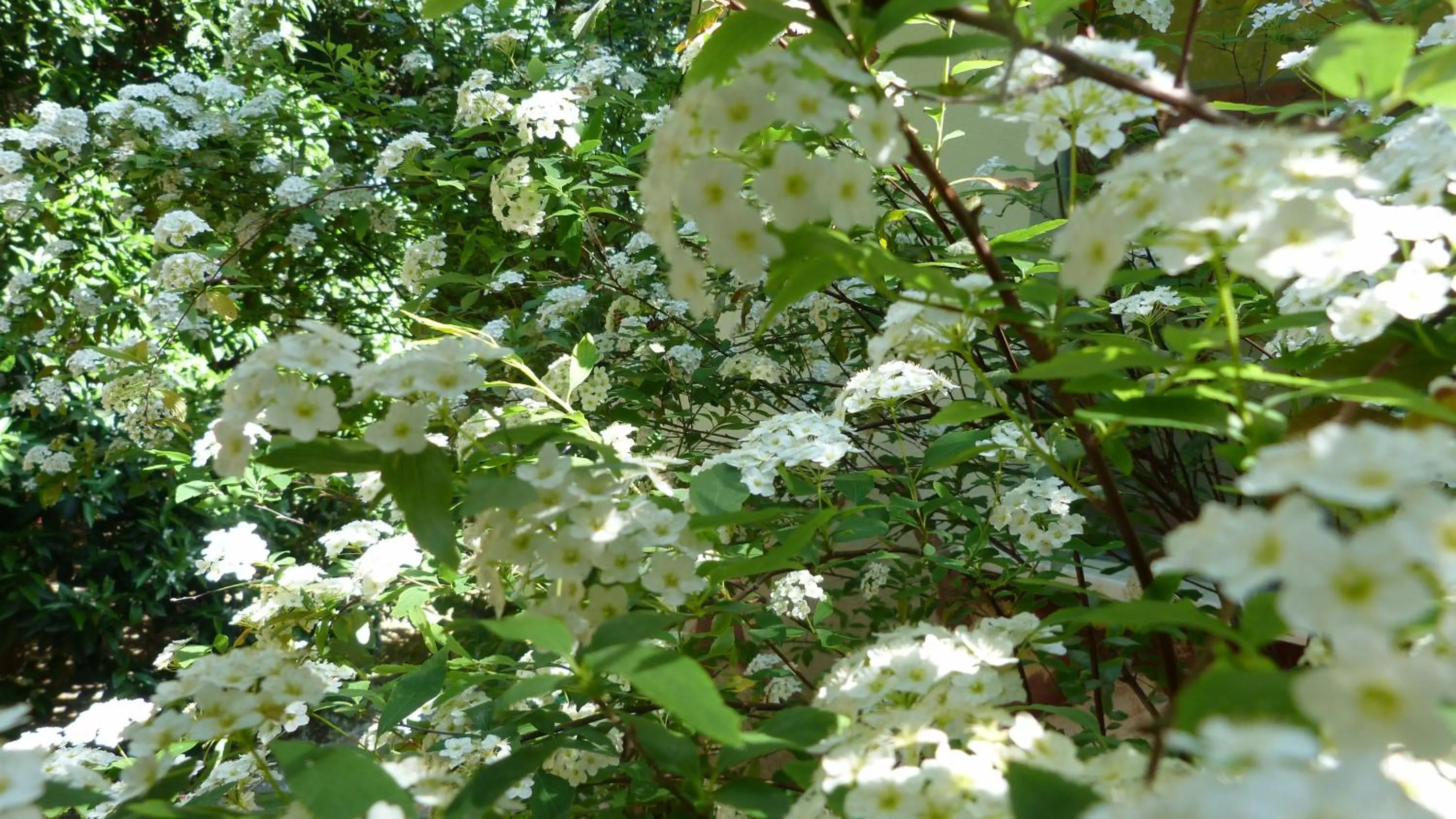 Spring in Simge Pension