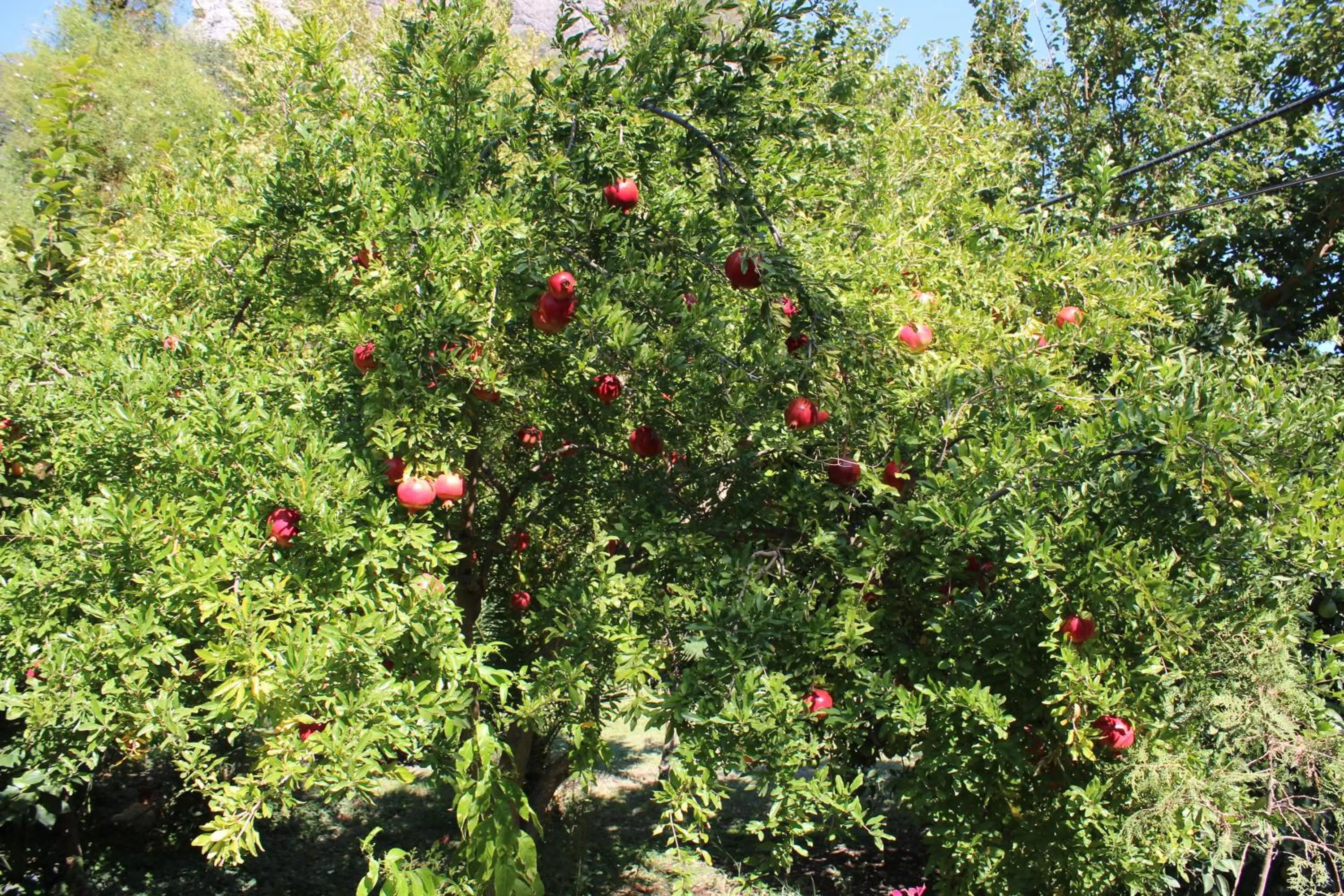 Decorative detail in Simge Pension