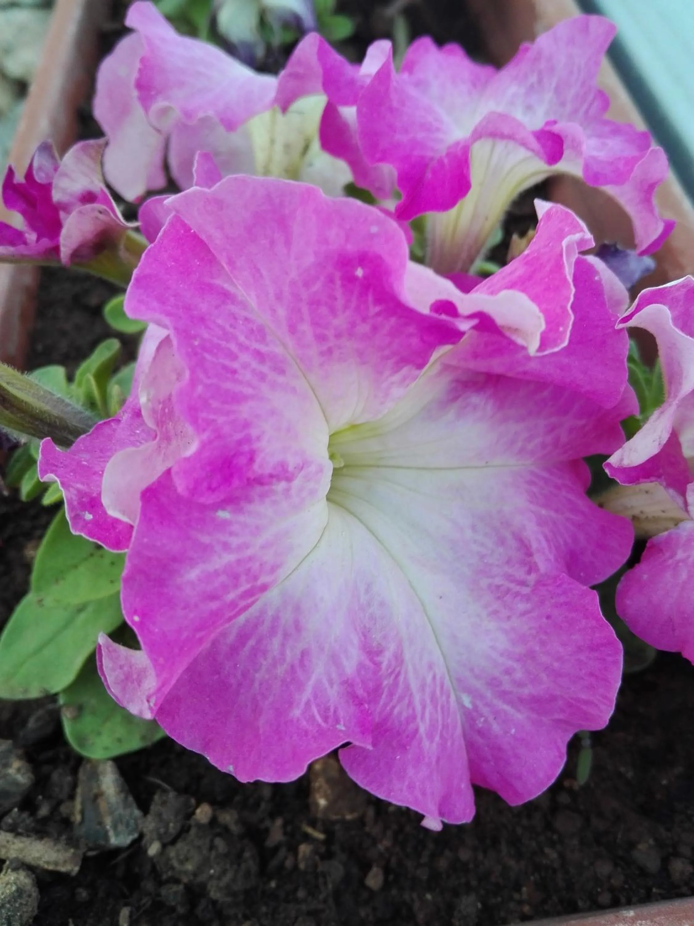 Spring in B&B L'Antico Ortale