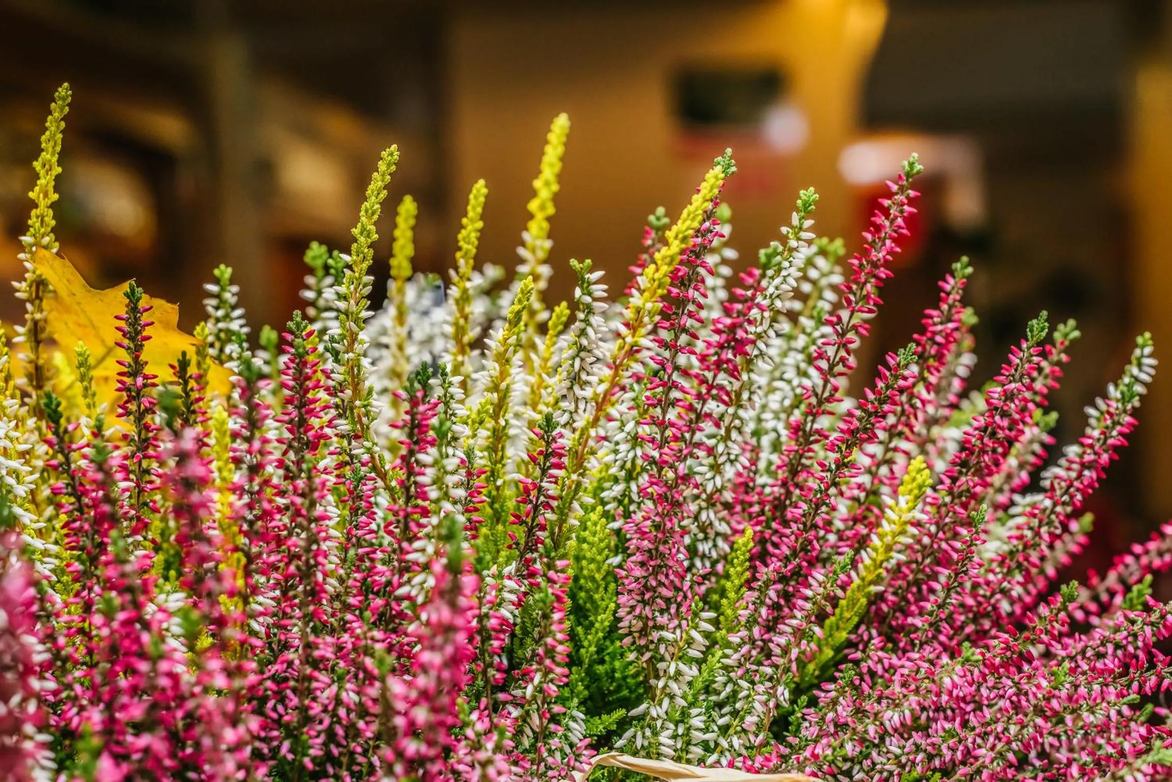 Decorative detail in DeSilva Warszawa Piaseczno