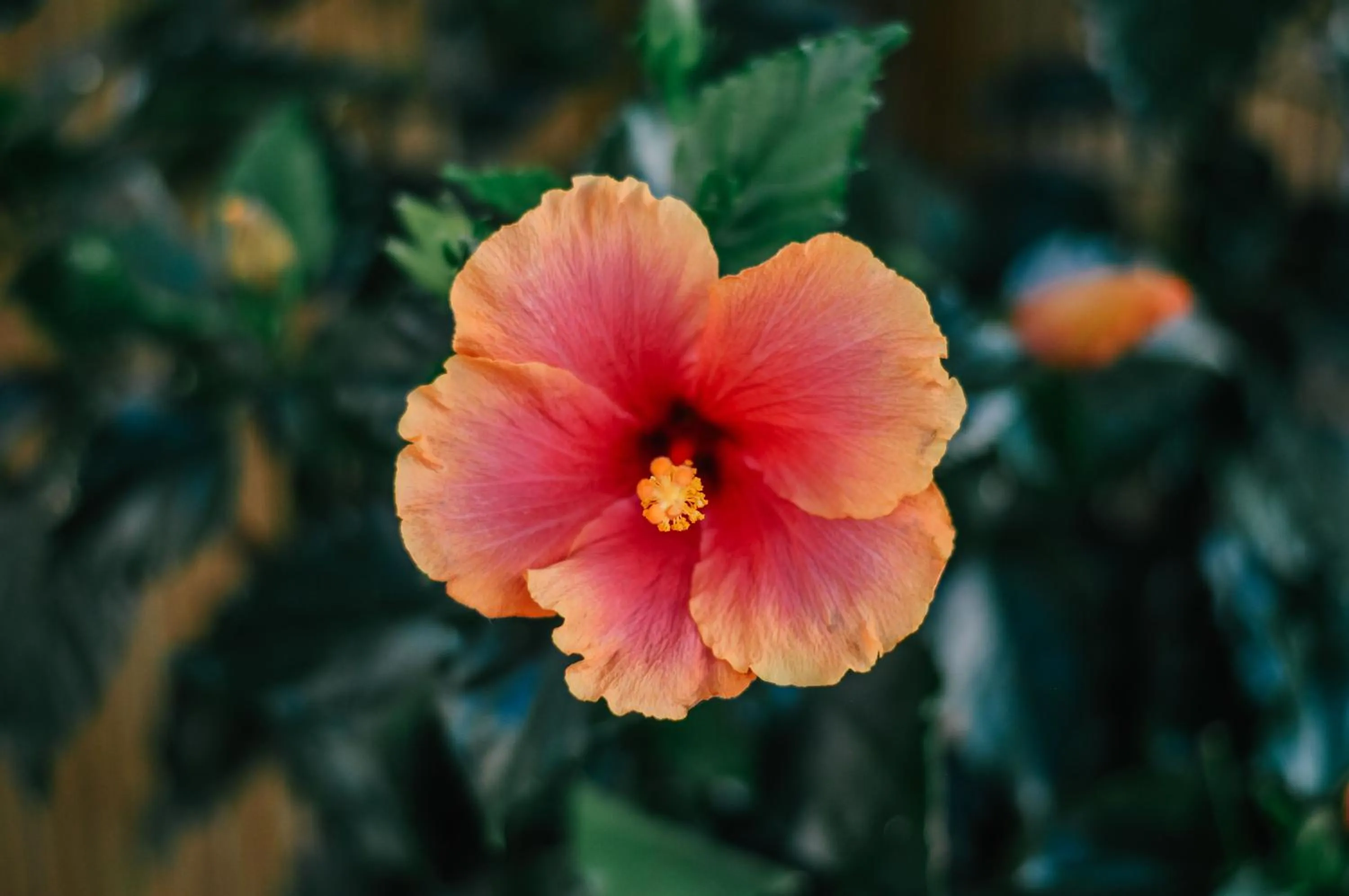 Day in Hotel Club i Pini - Residenza d'Epoca in Versilia