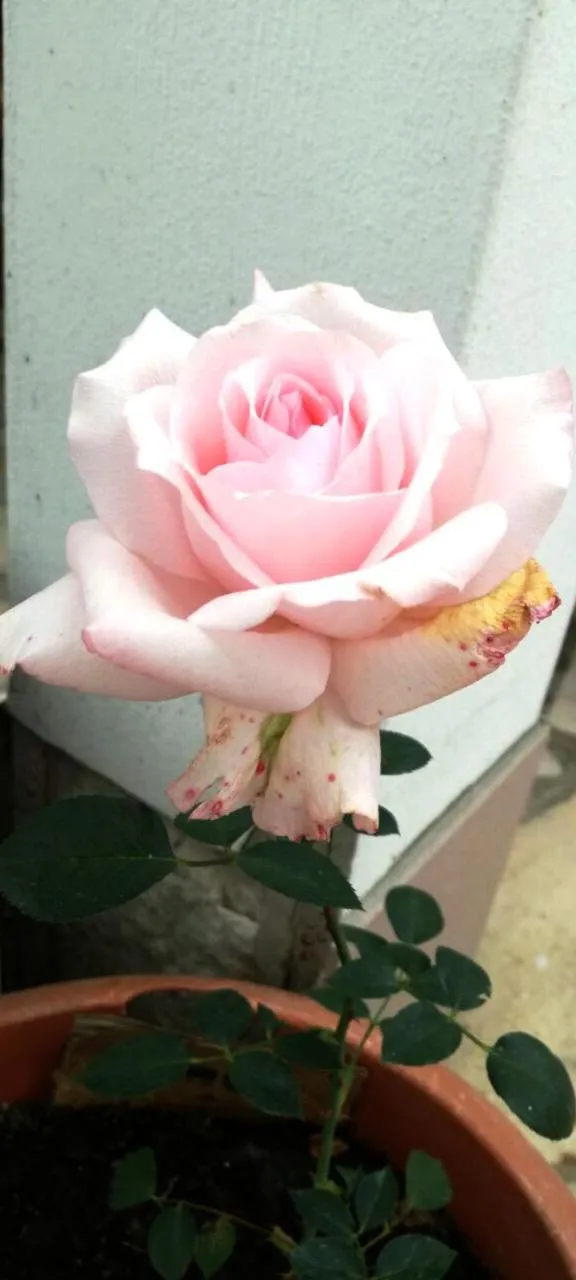 Family hotel Rose