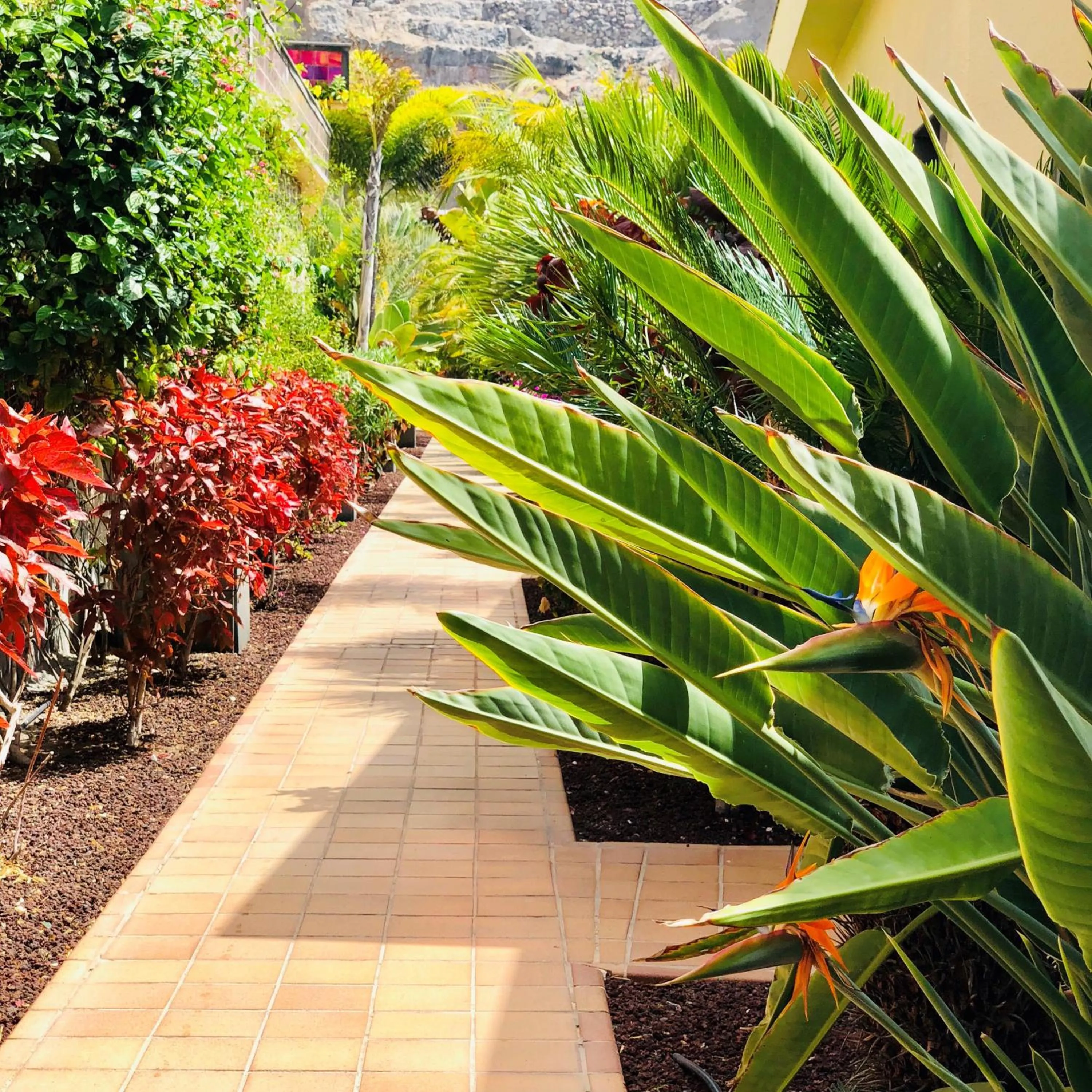 Garden in Holiday Club Playa Amadores