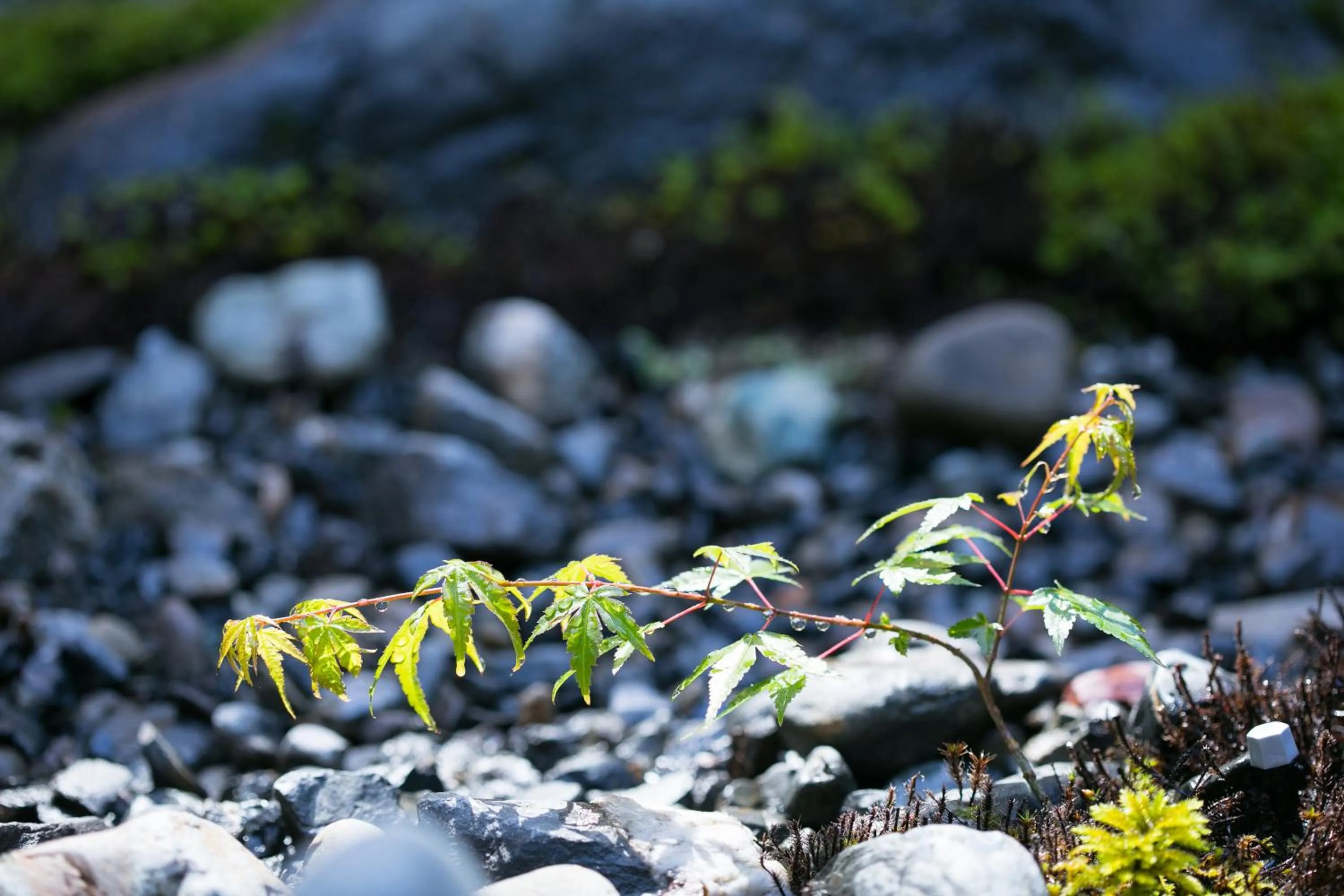 Garden in Ryokan Mugen (Adult Only)