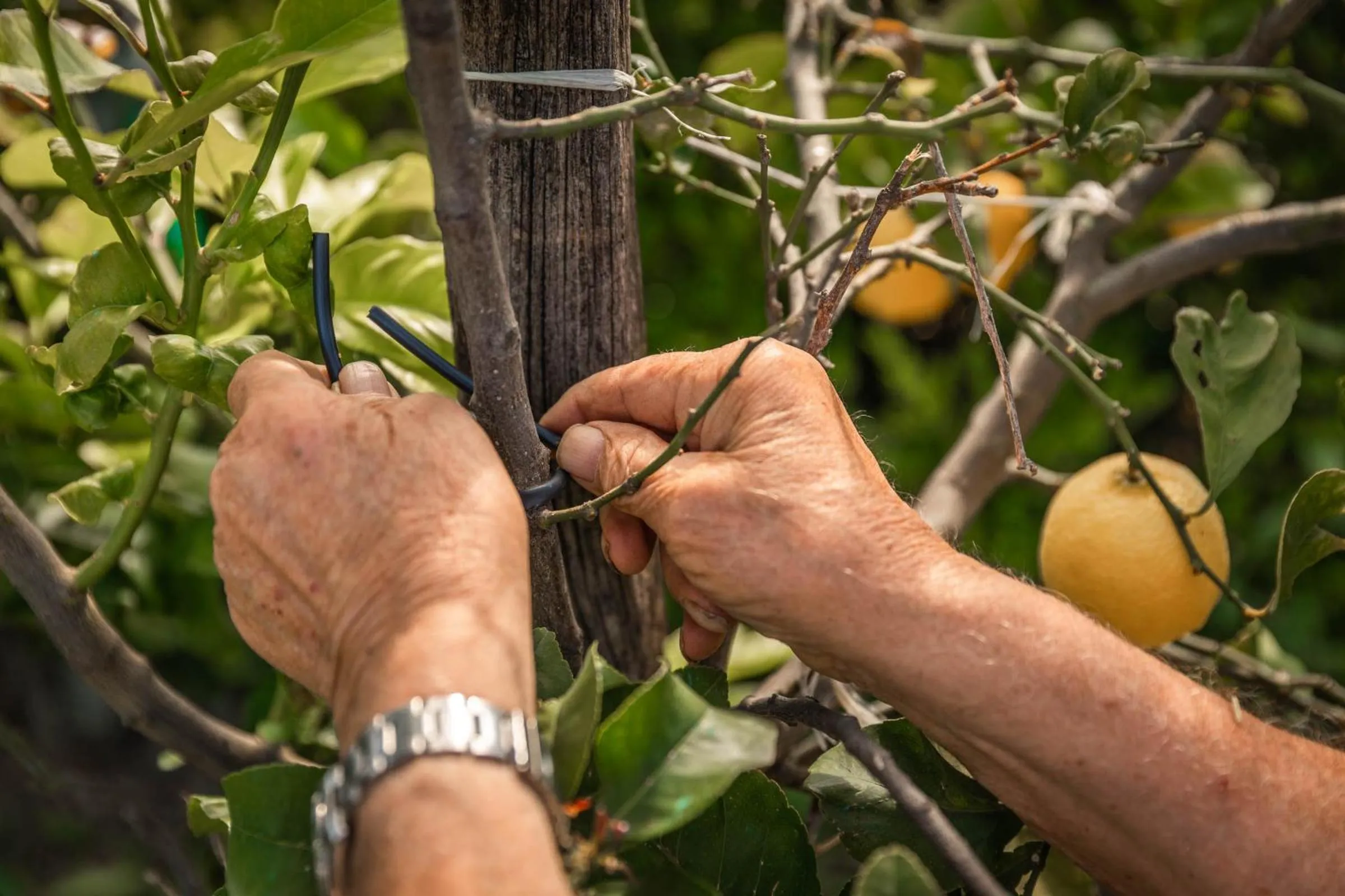 Food in B&B La Mortella