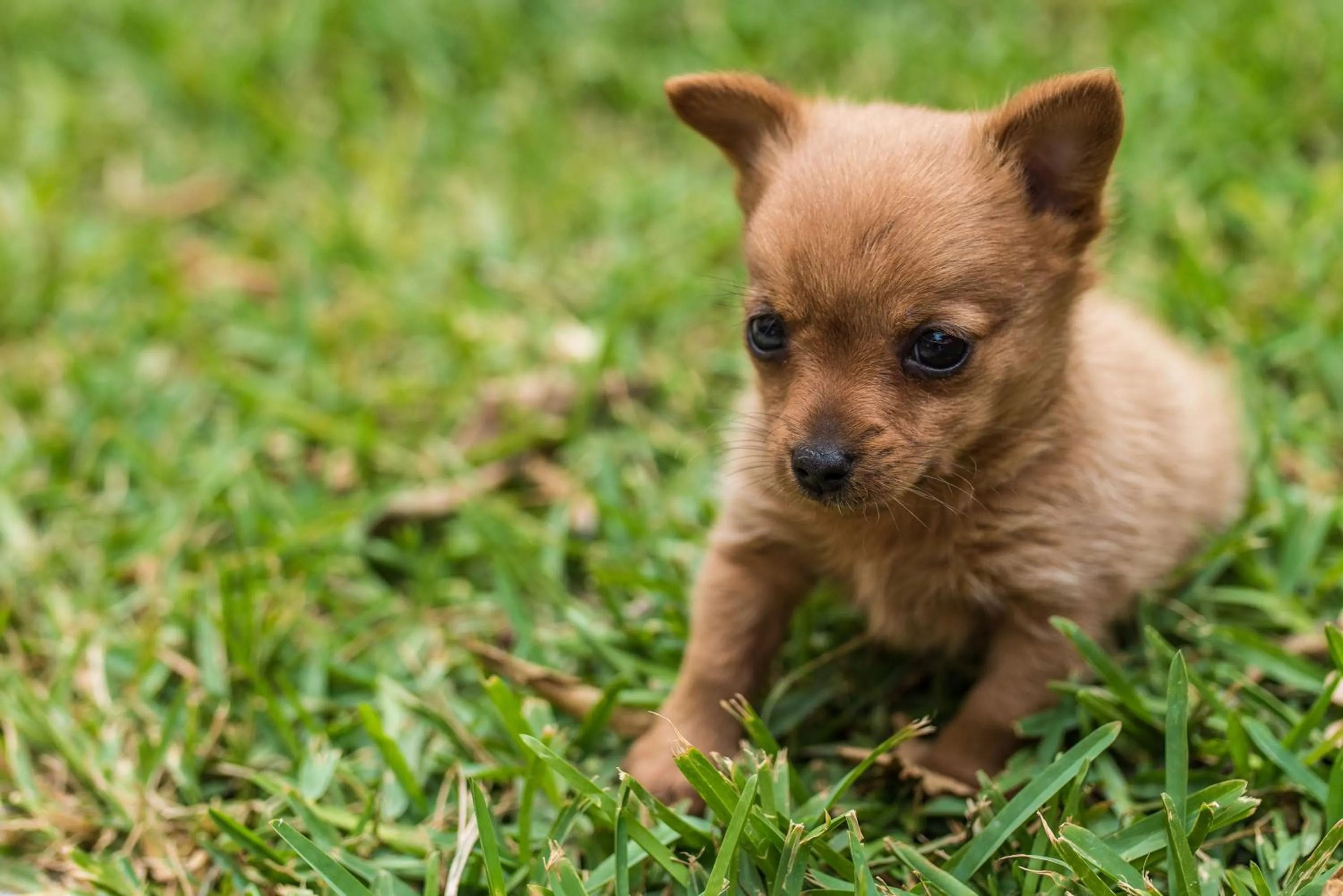 Pets in B&B La Mortella