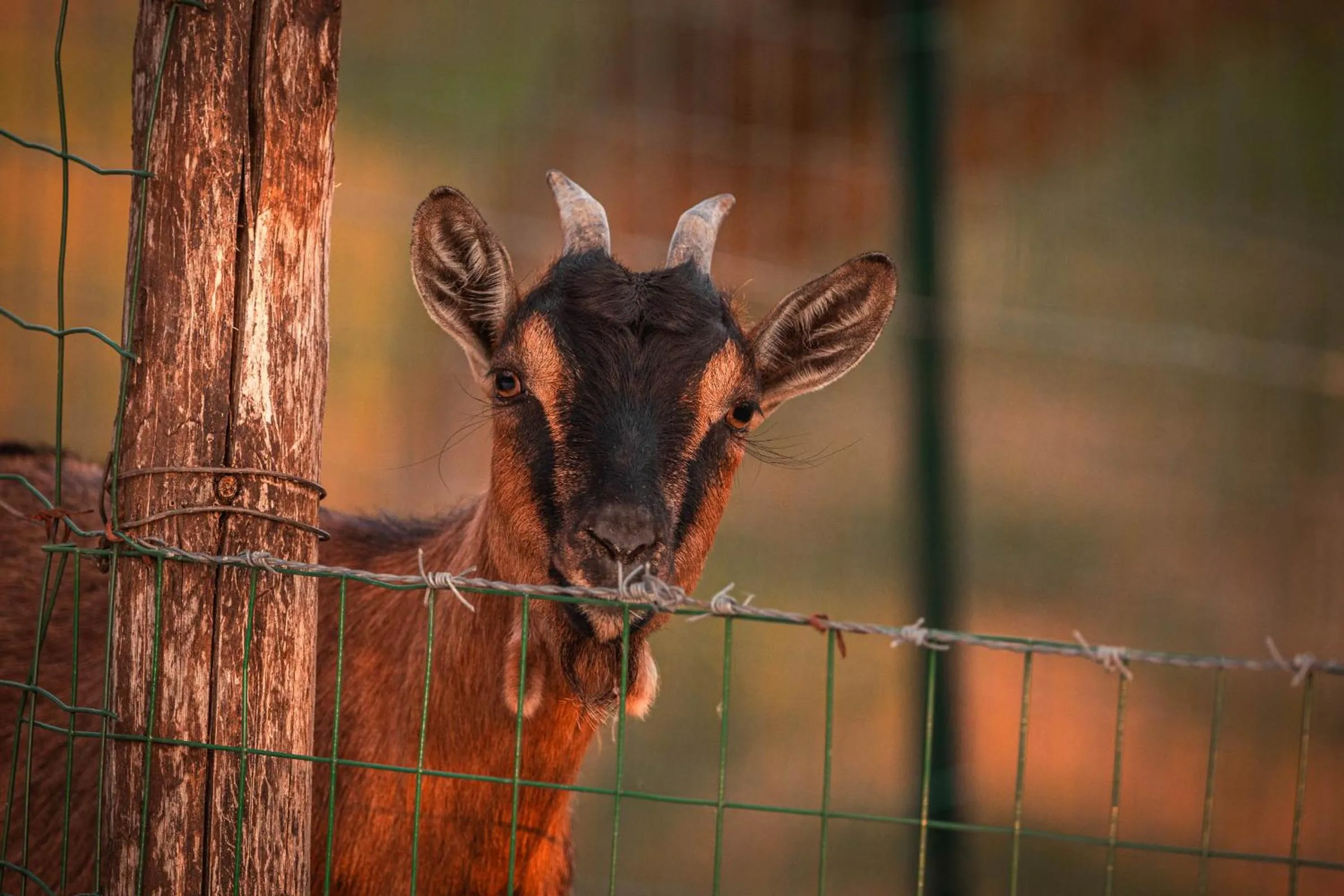 Animals in B&B La Mortella