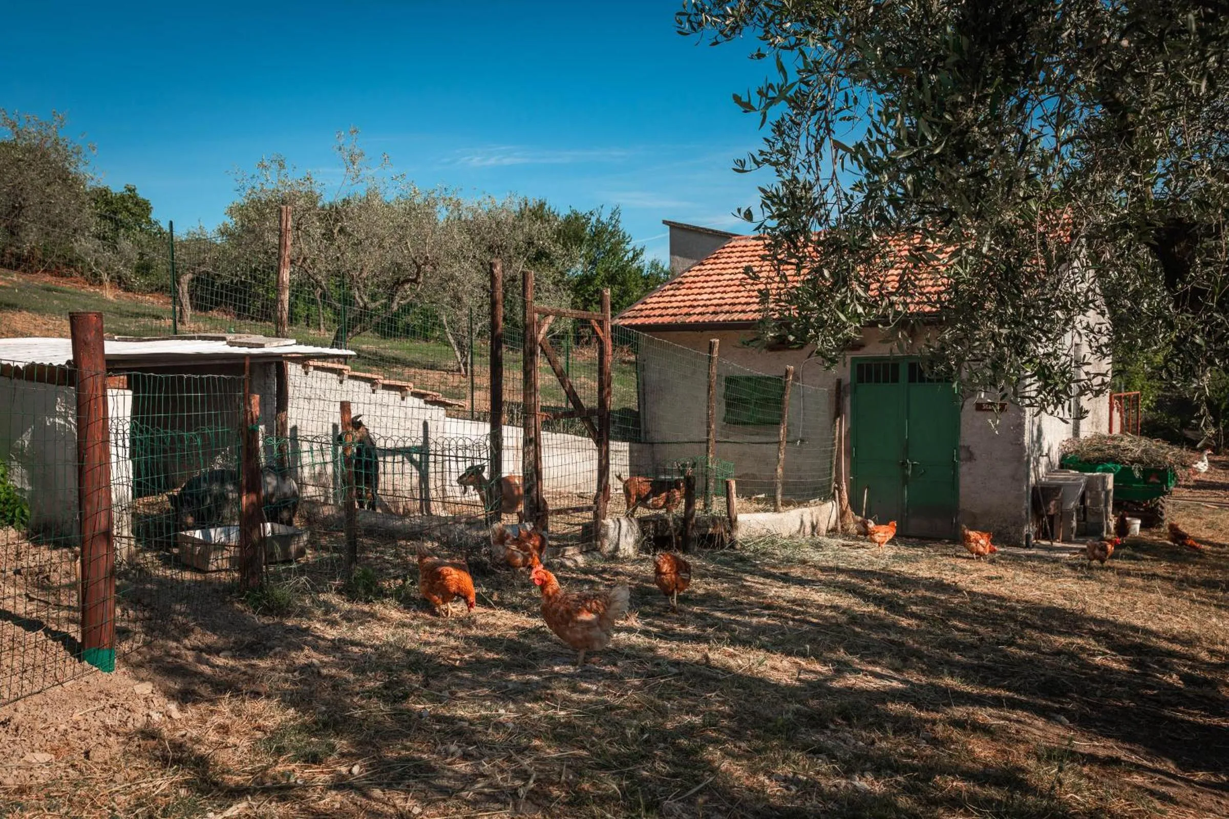 Animals in B&B La Mortella