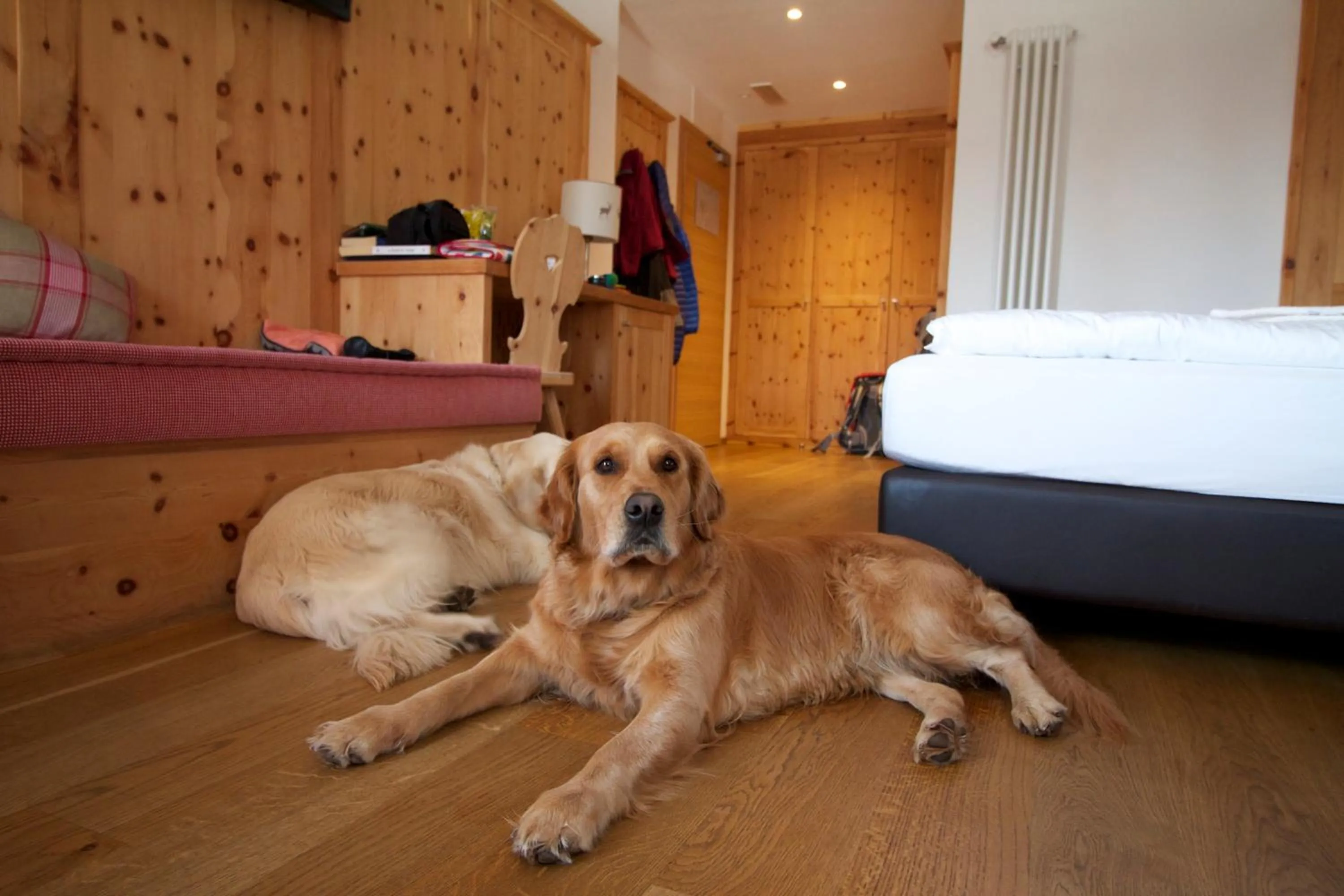 Animals in Hotel Shandranj