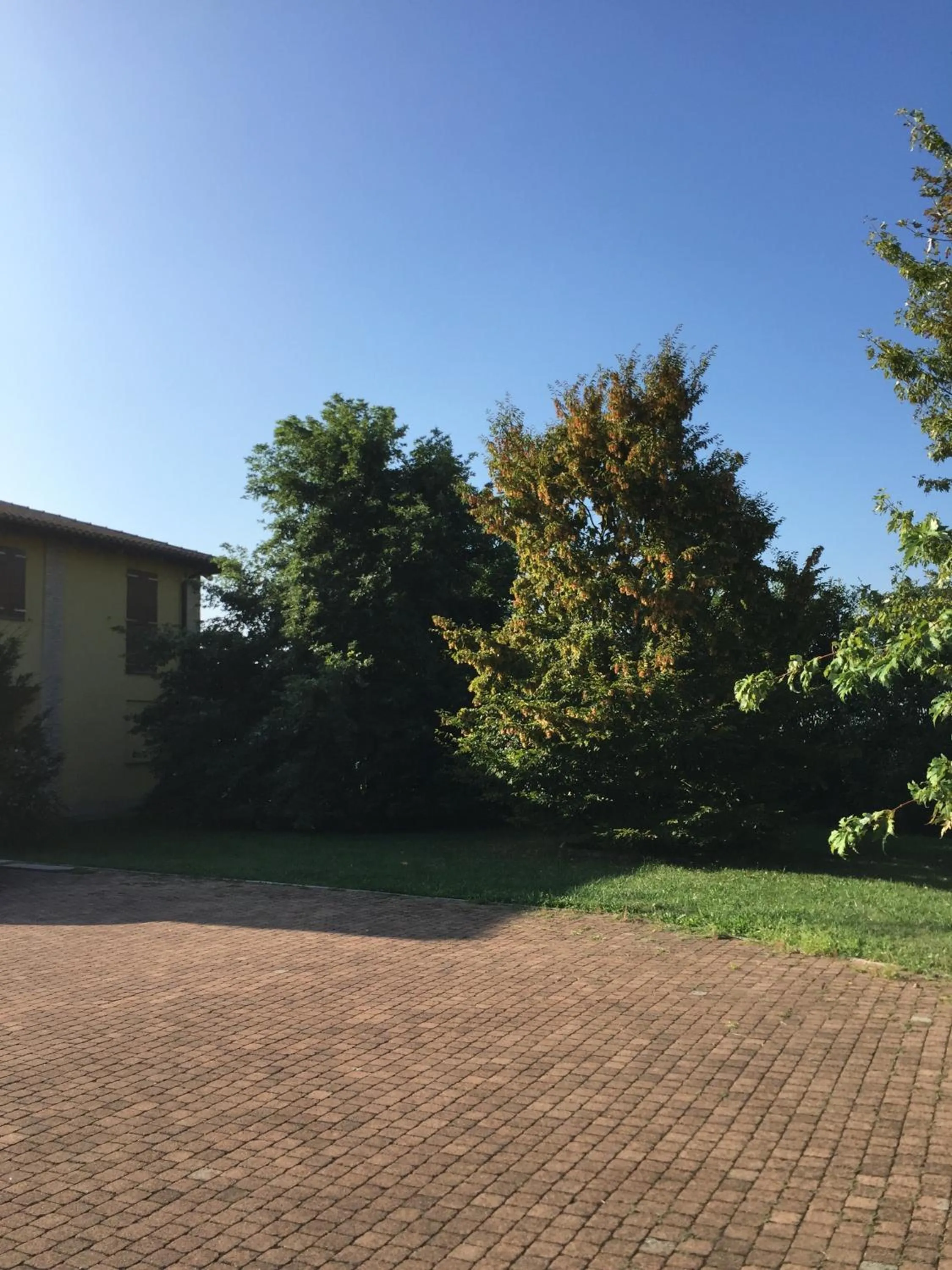 Garden view in B&B Oasi