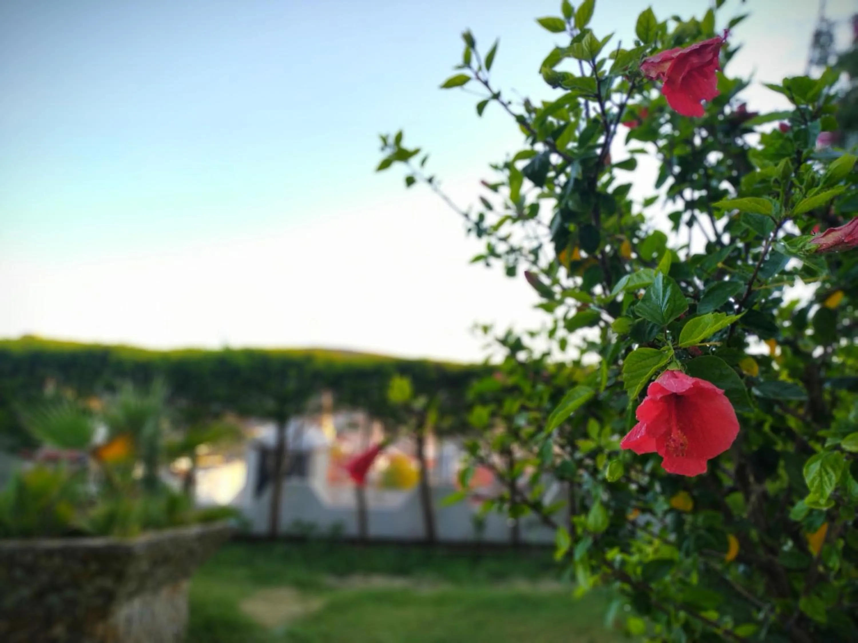 Garden in Yalcin Hotel