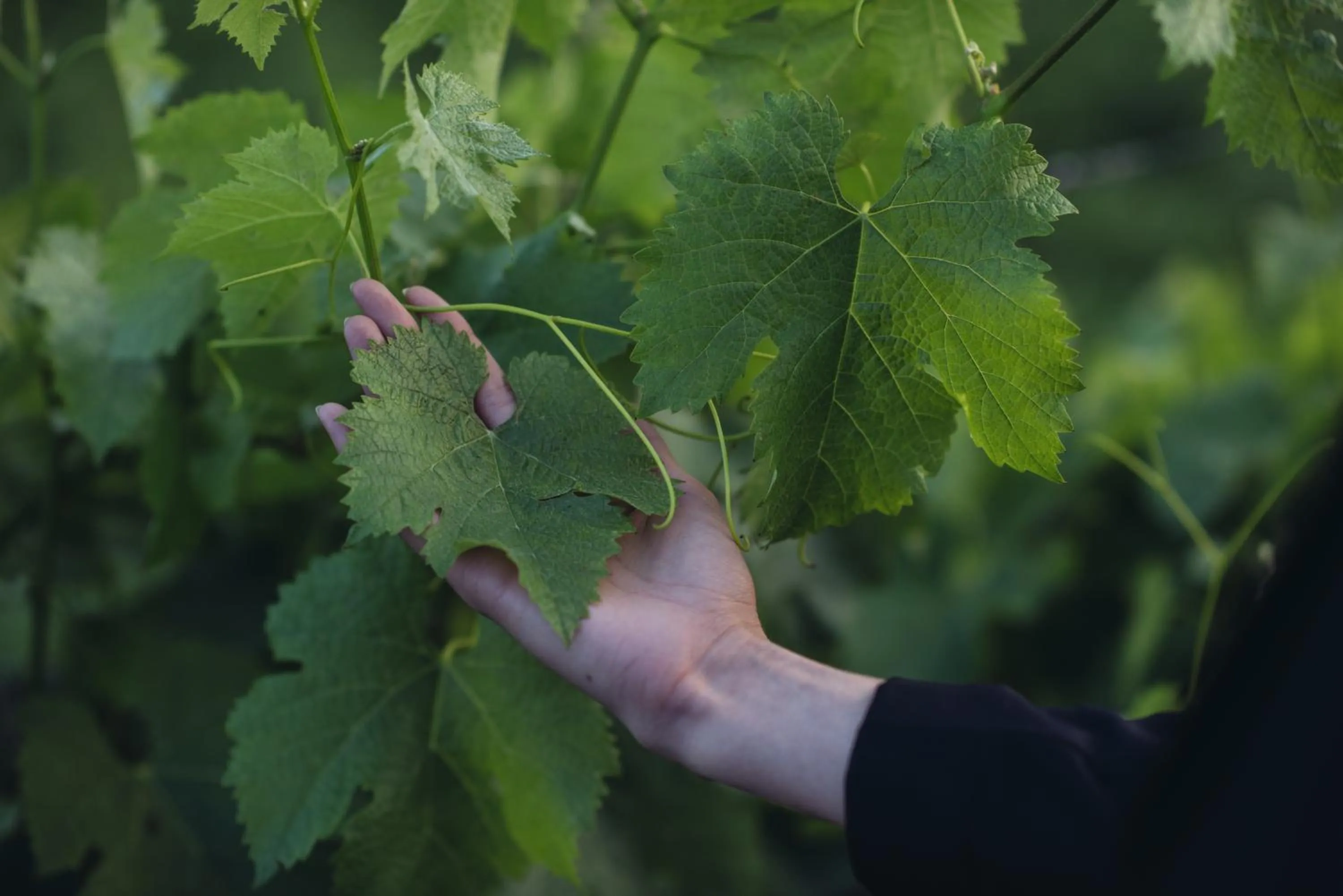 Activities in C-Hotel & Spa