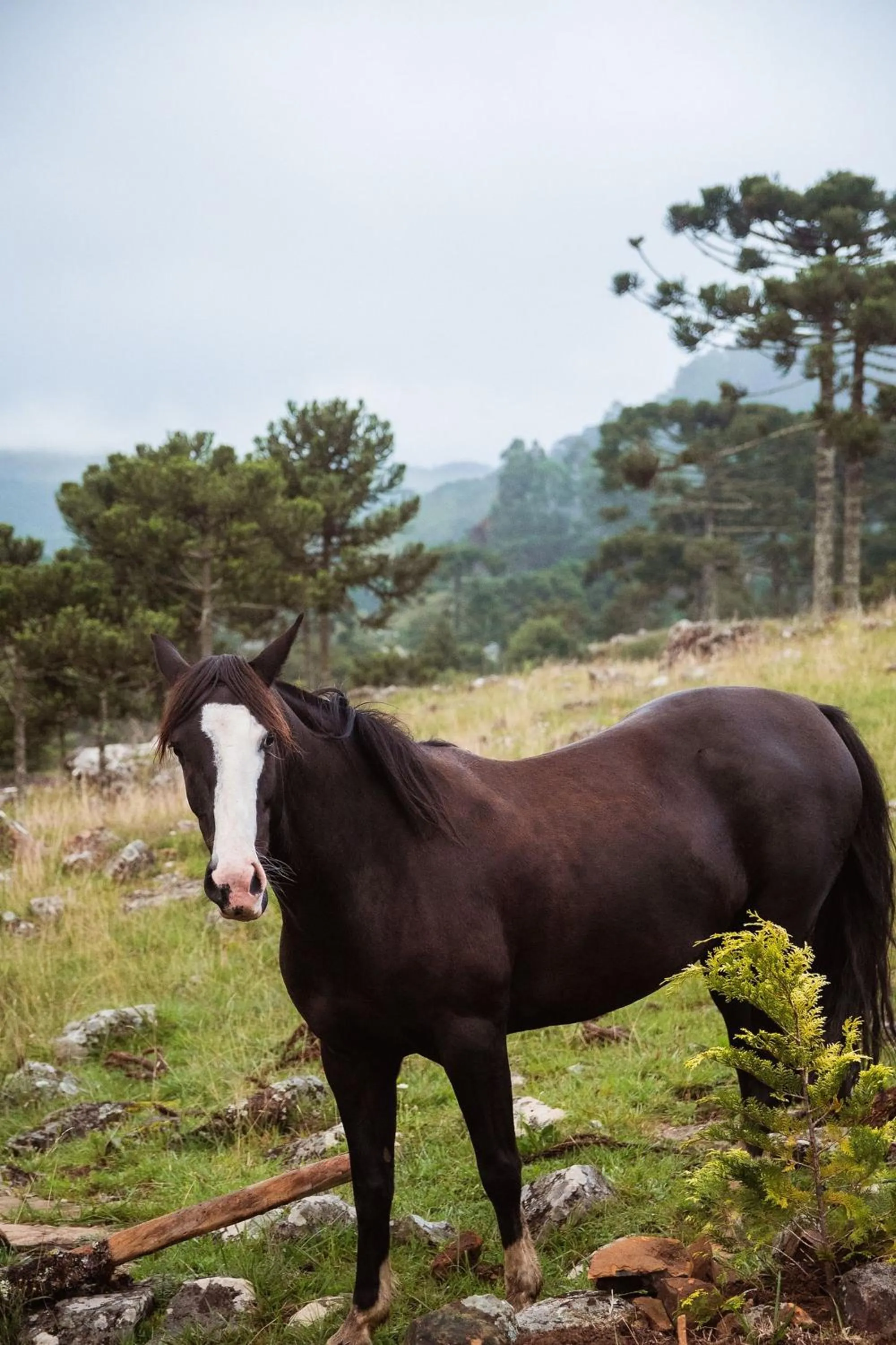 Horse-riding in Recanto das Águas - Urubici - SC
