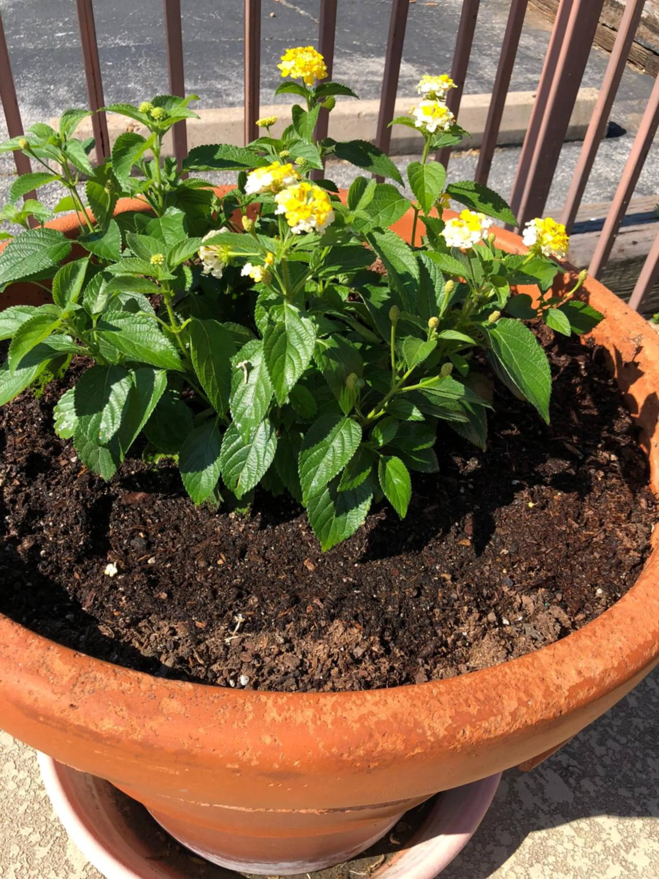 Windcrest Inn and Suites