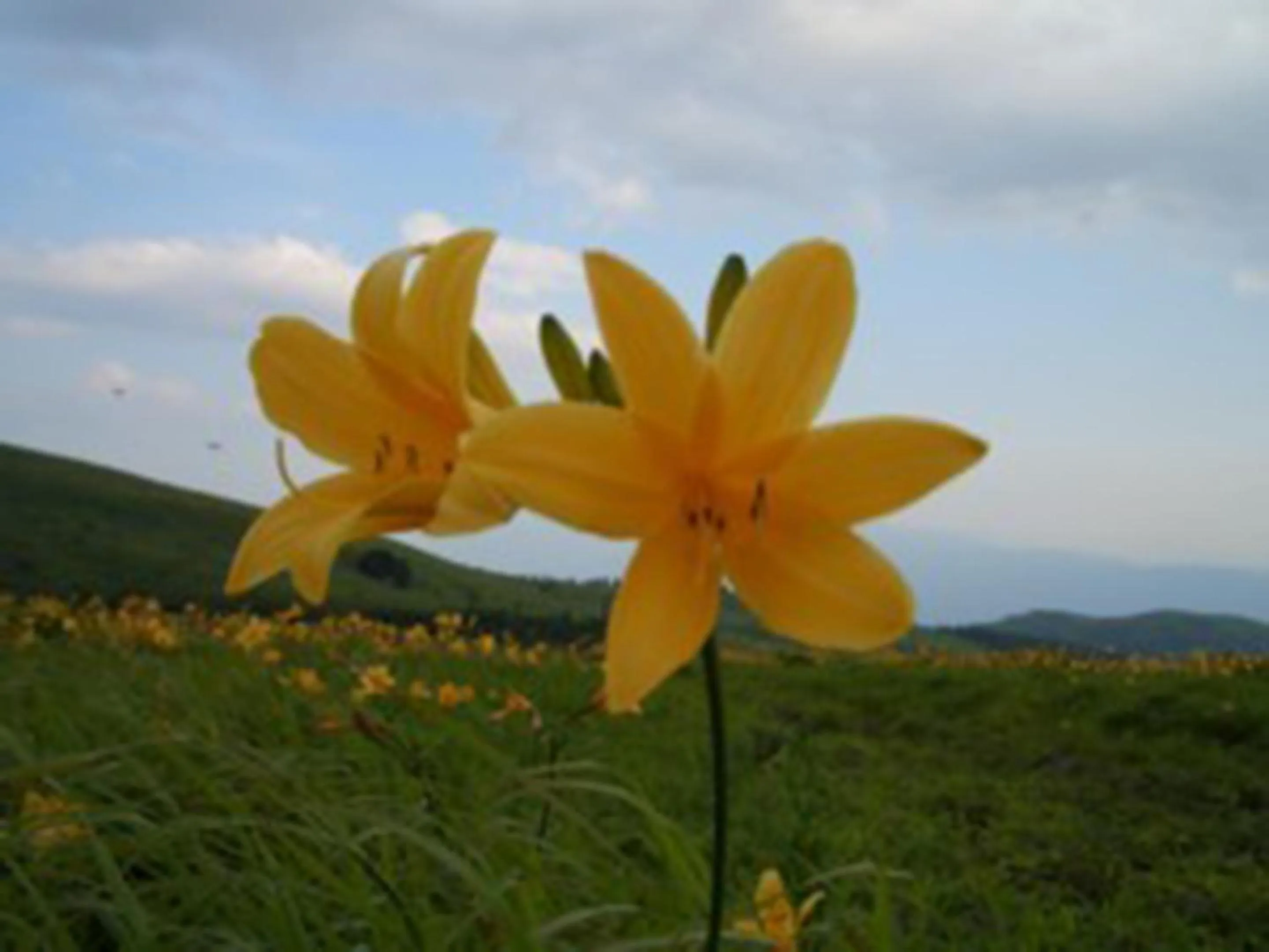 Nearby landmark in Kimimachisou