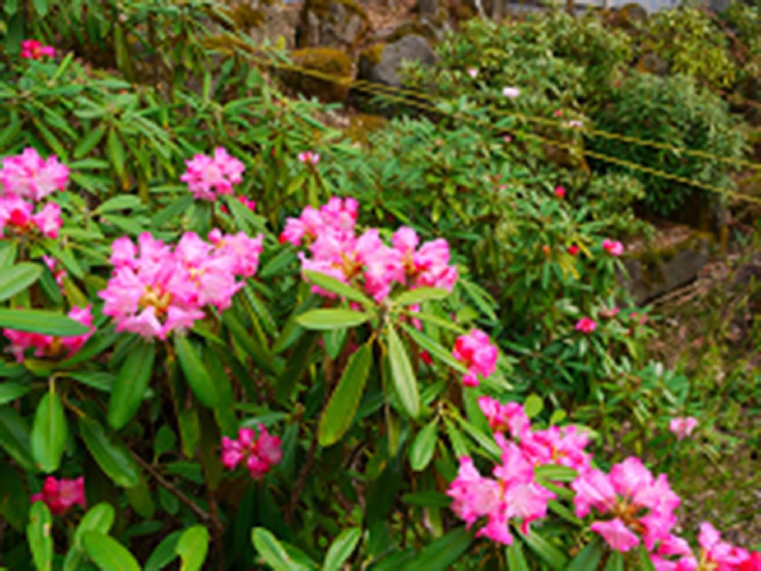 Off site in Kimimachisou