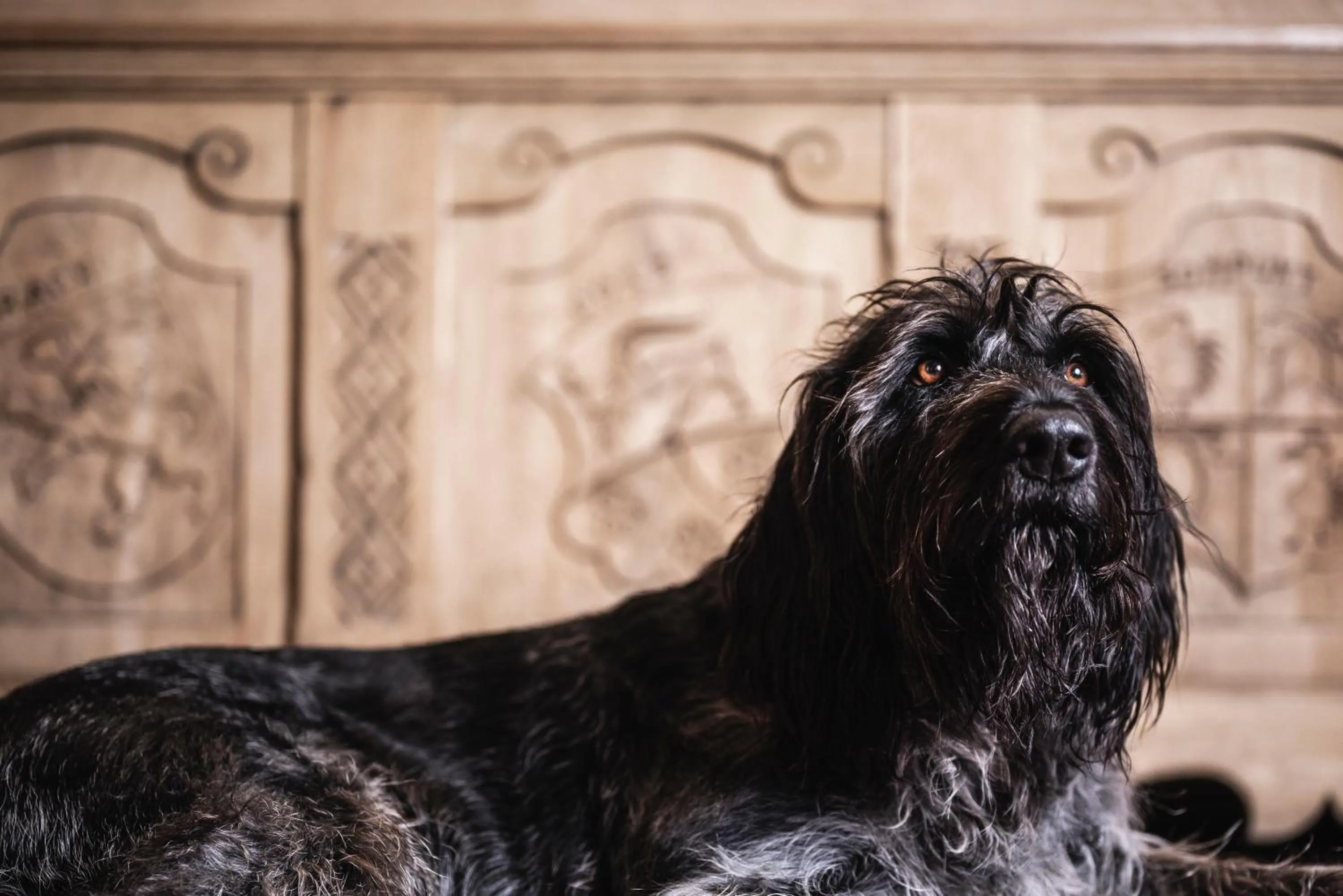 Animals in Hotel Ladinia