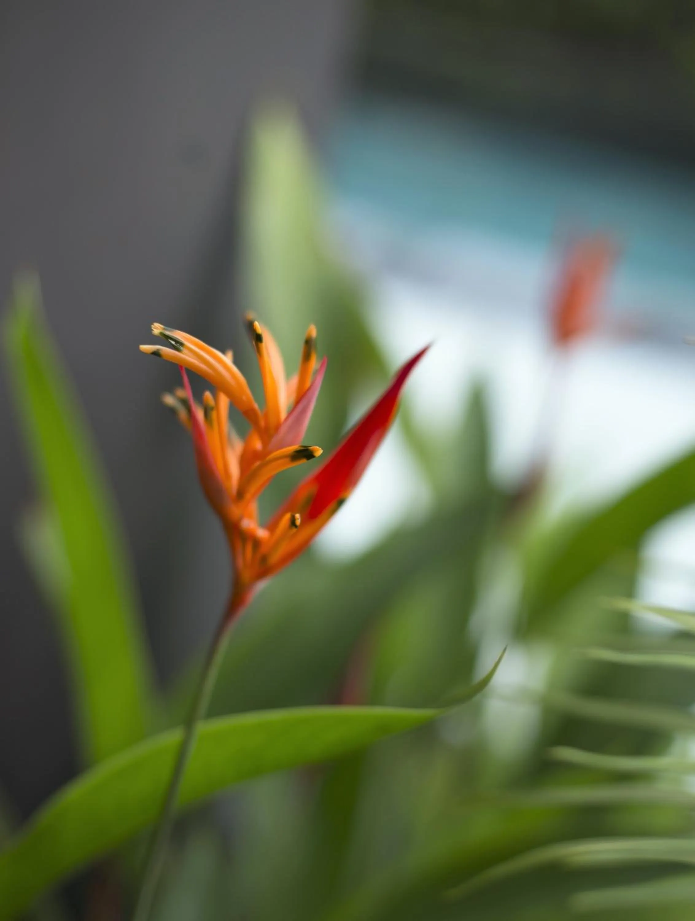 Garden in Villa LeoNora