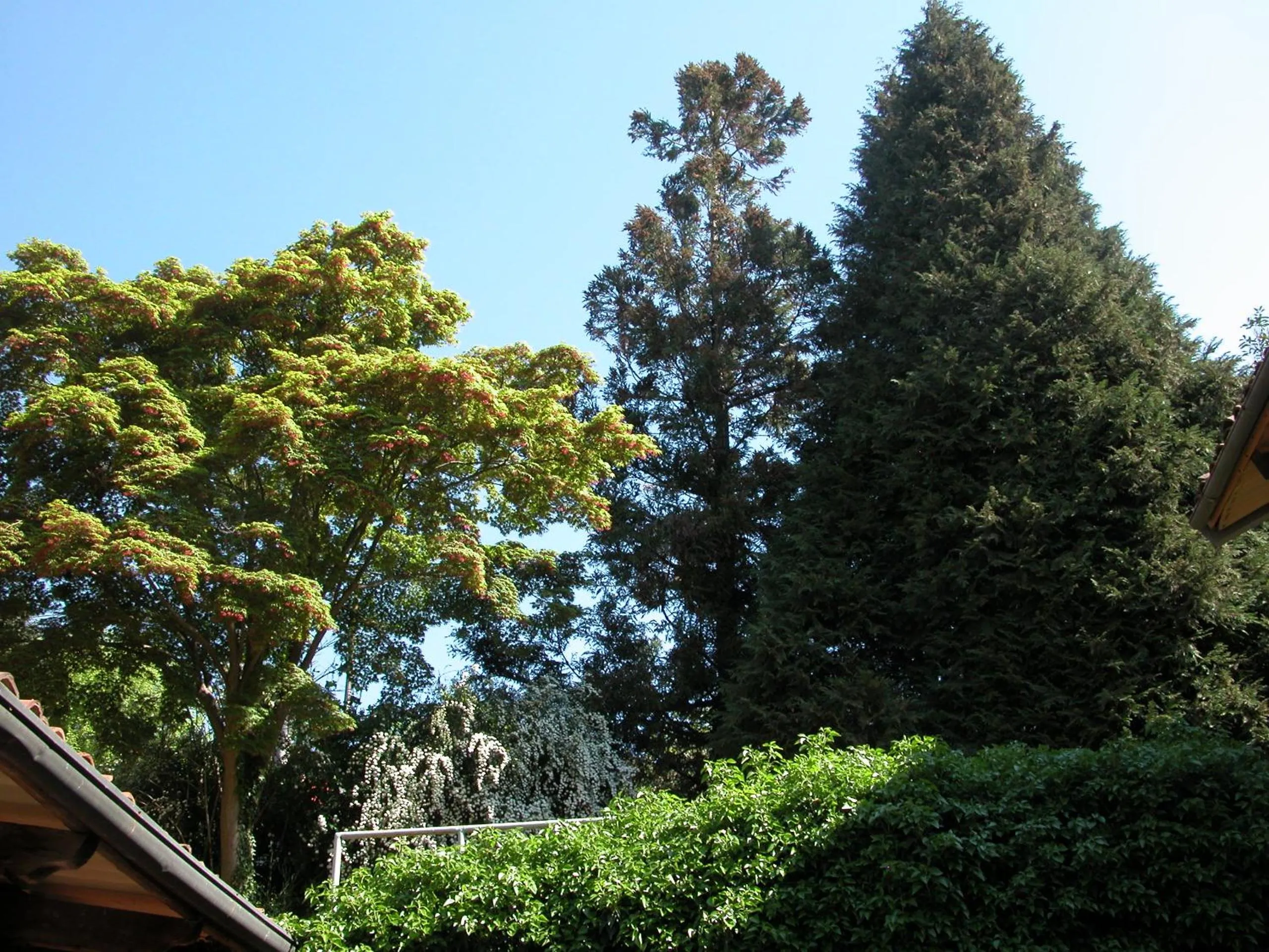 Garden in Villa D'Azeglio