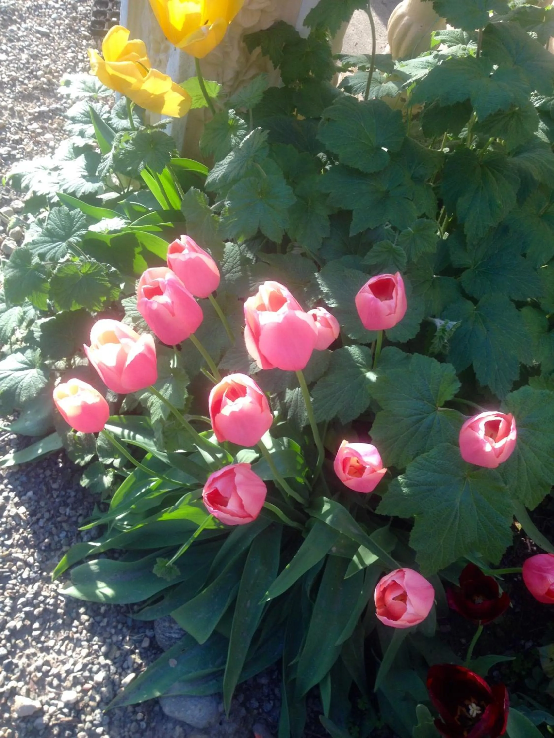 Garden in Villa D'Azeglio