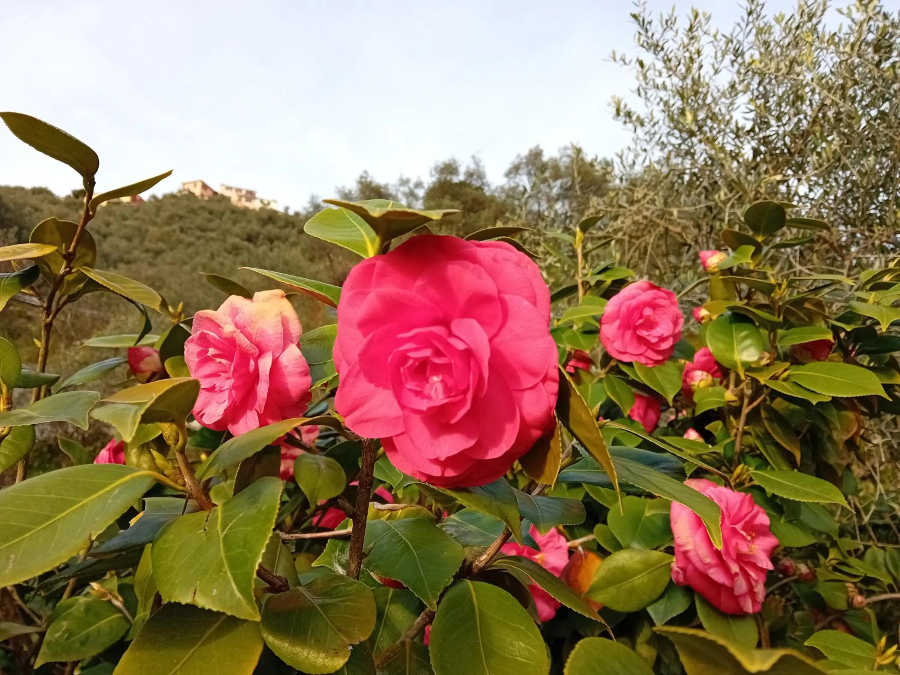 Garden in B&B Vignola