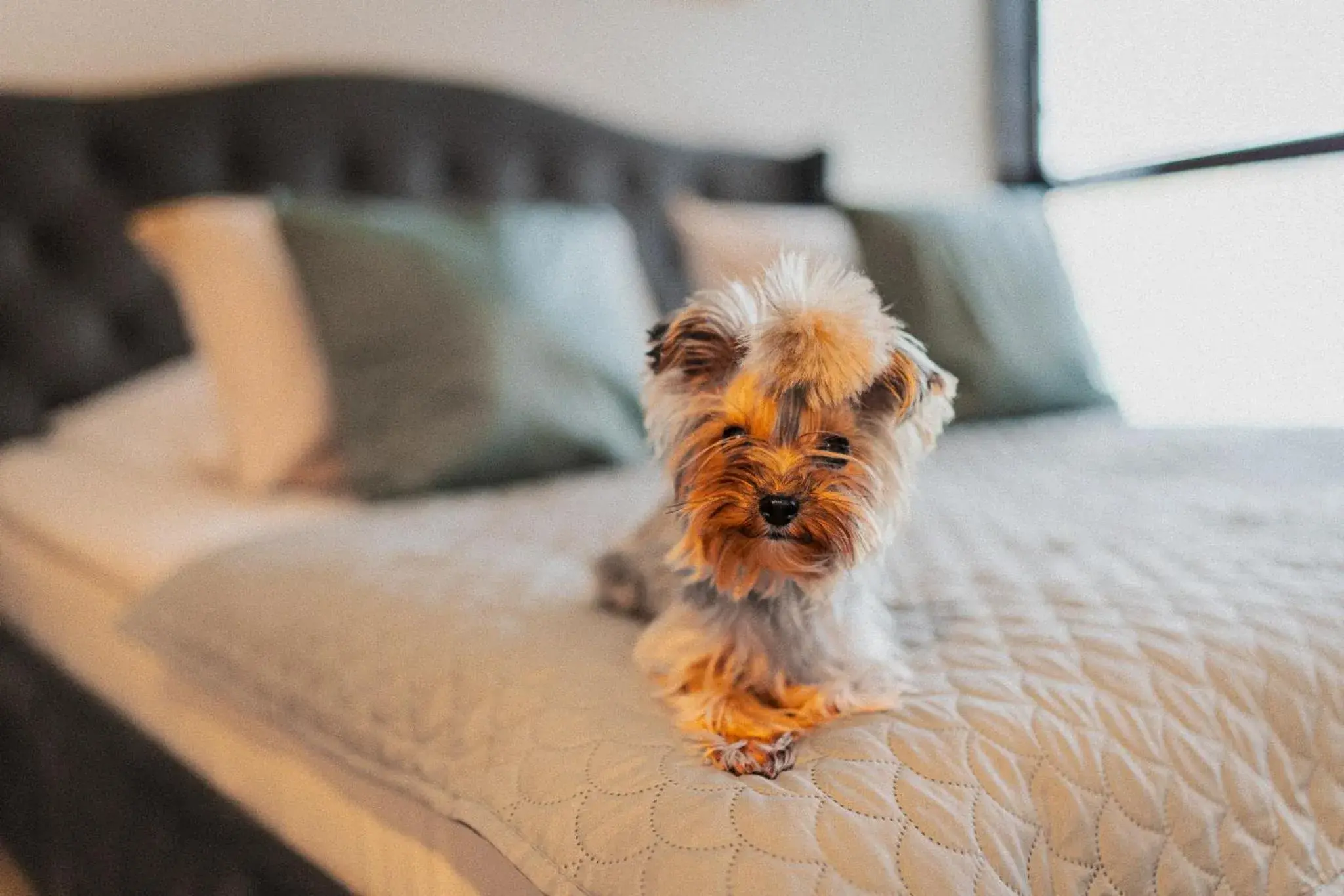 Bed in Great Polonia The Granary La Suite Hotel Bed in Great Polonia The Granary La Suite Hotel