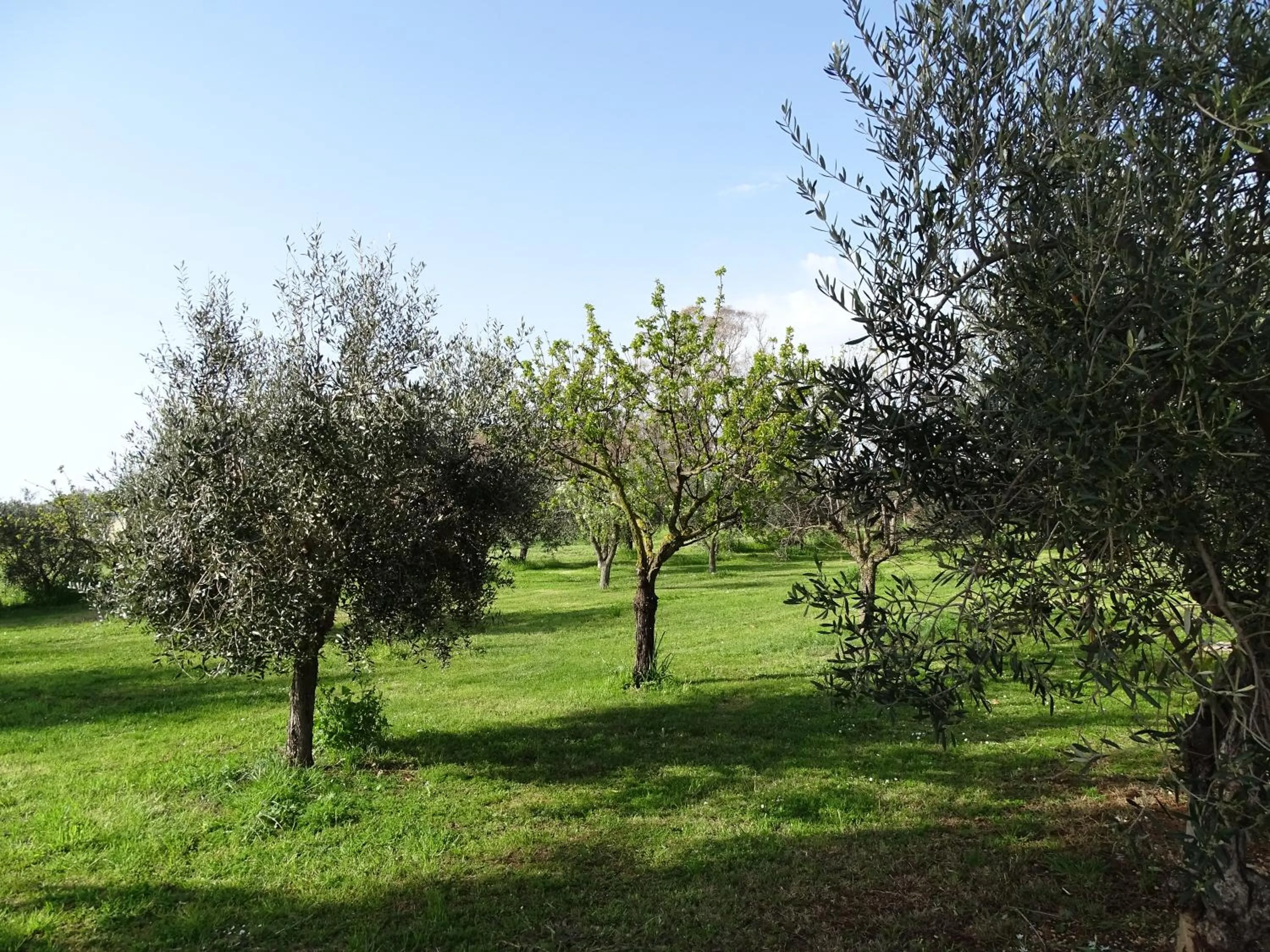 Property building in Podere 1248