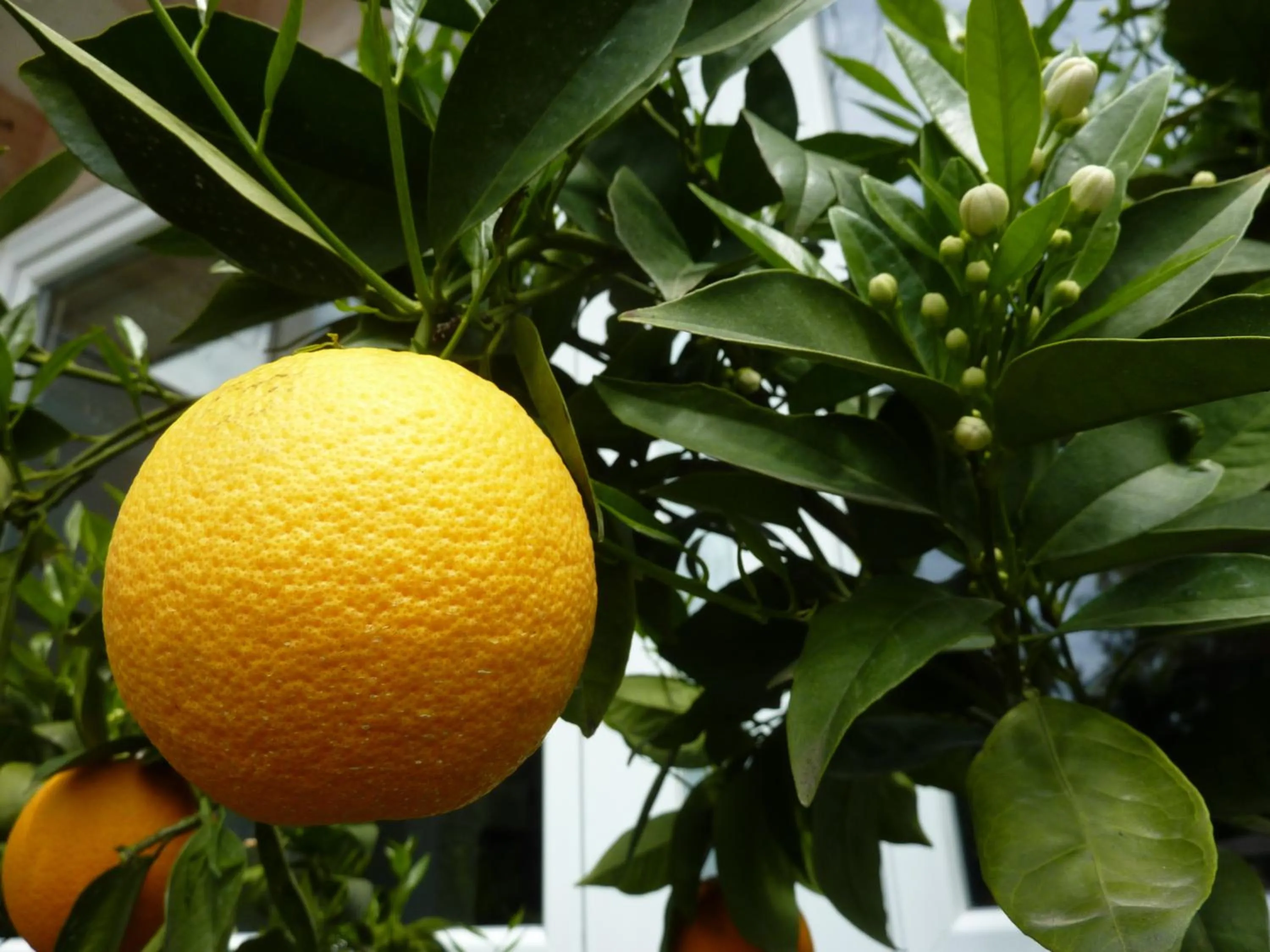 Garden in Villa Franca