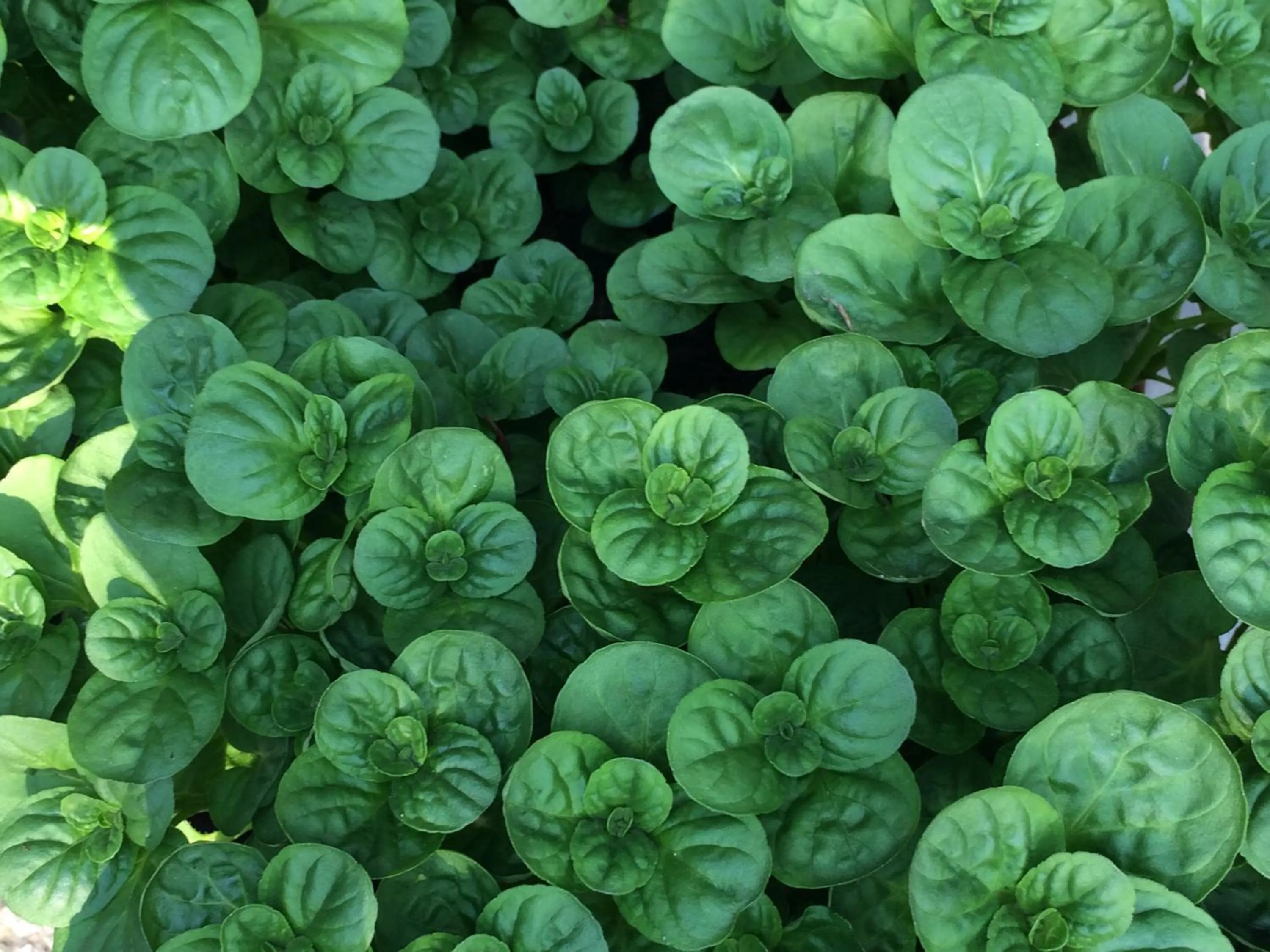 Alcoholic drinks in Villa Franca