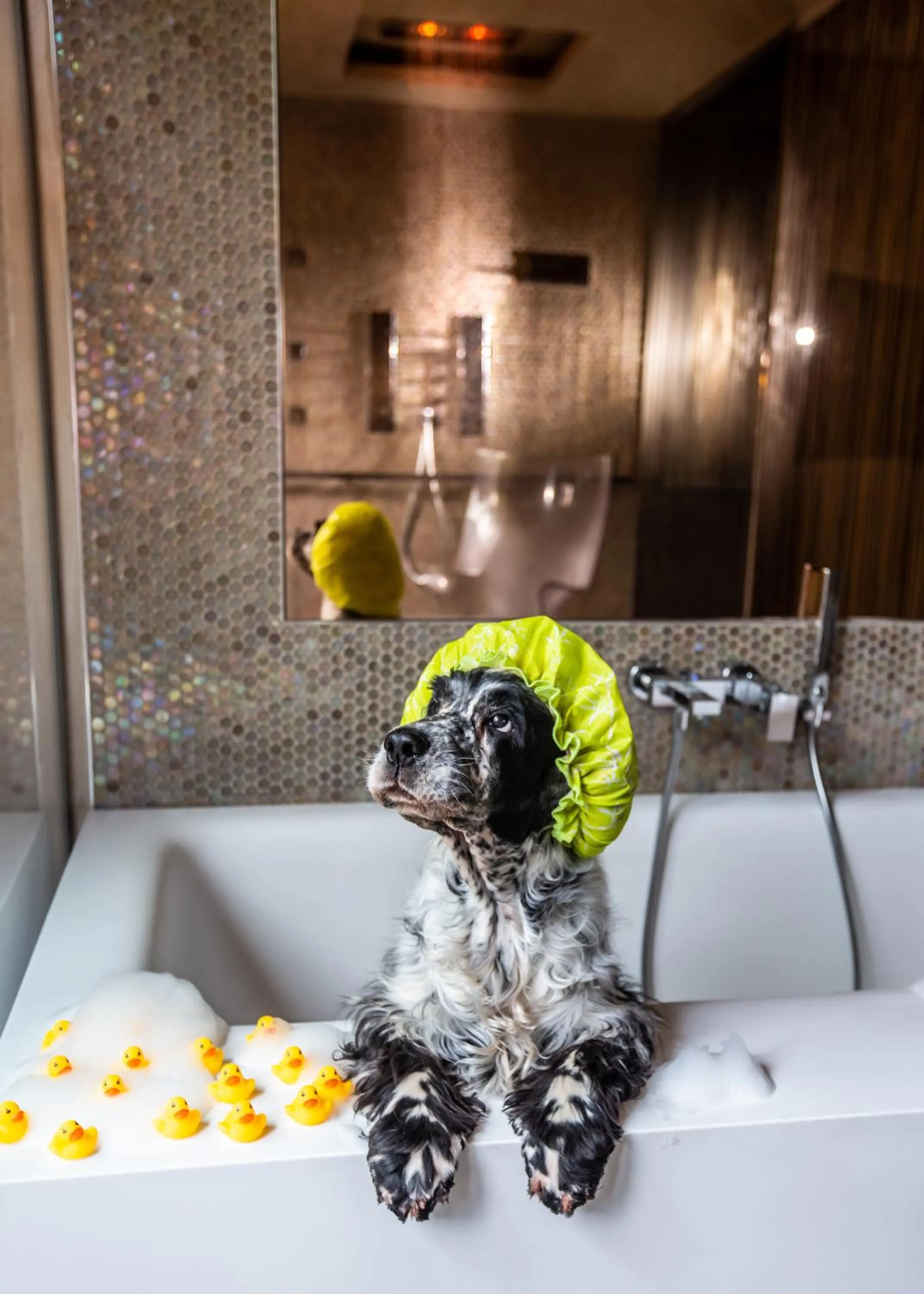 Pets in Milan Suite Hotel