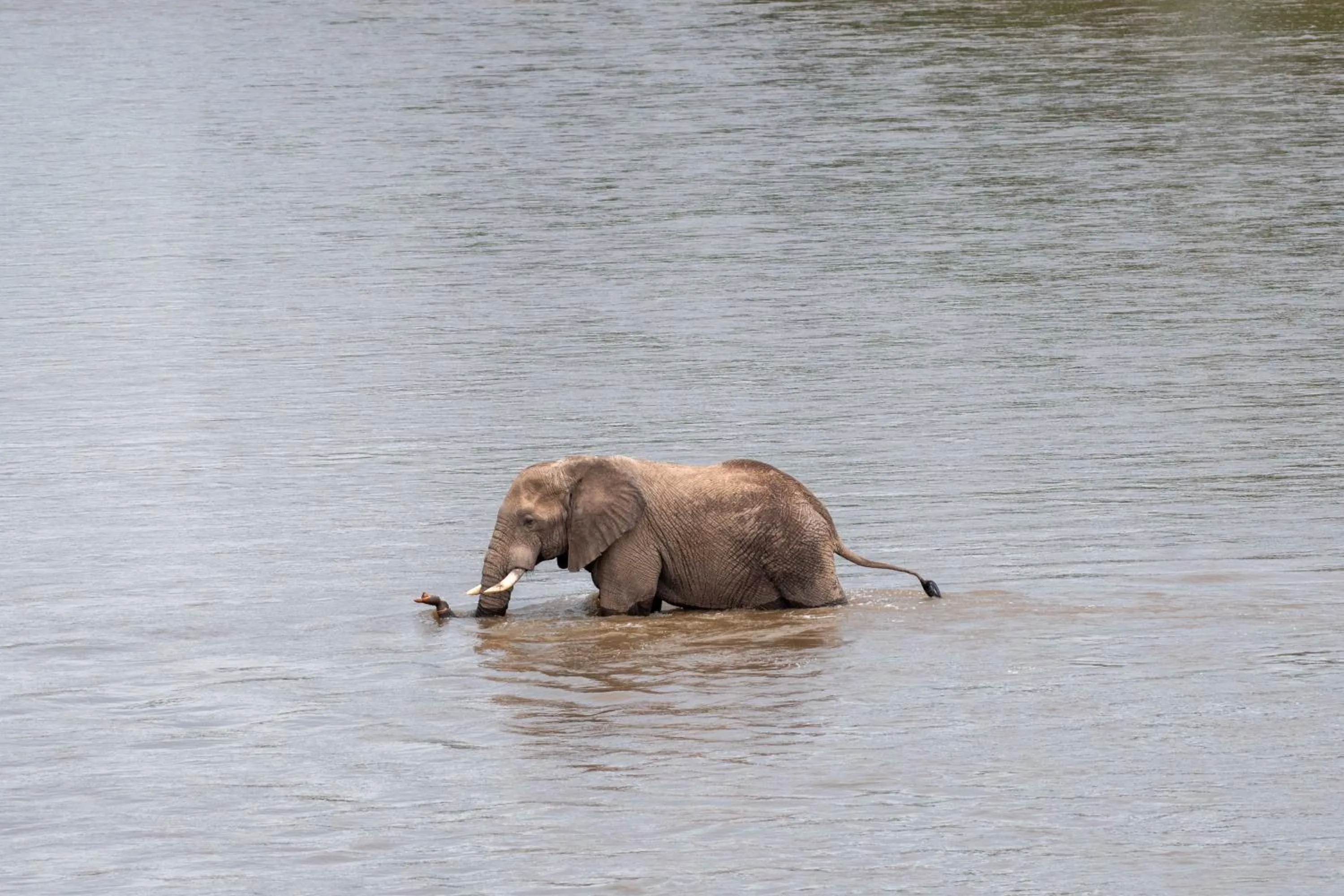 Animals in River House Lodge