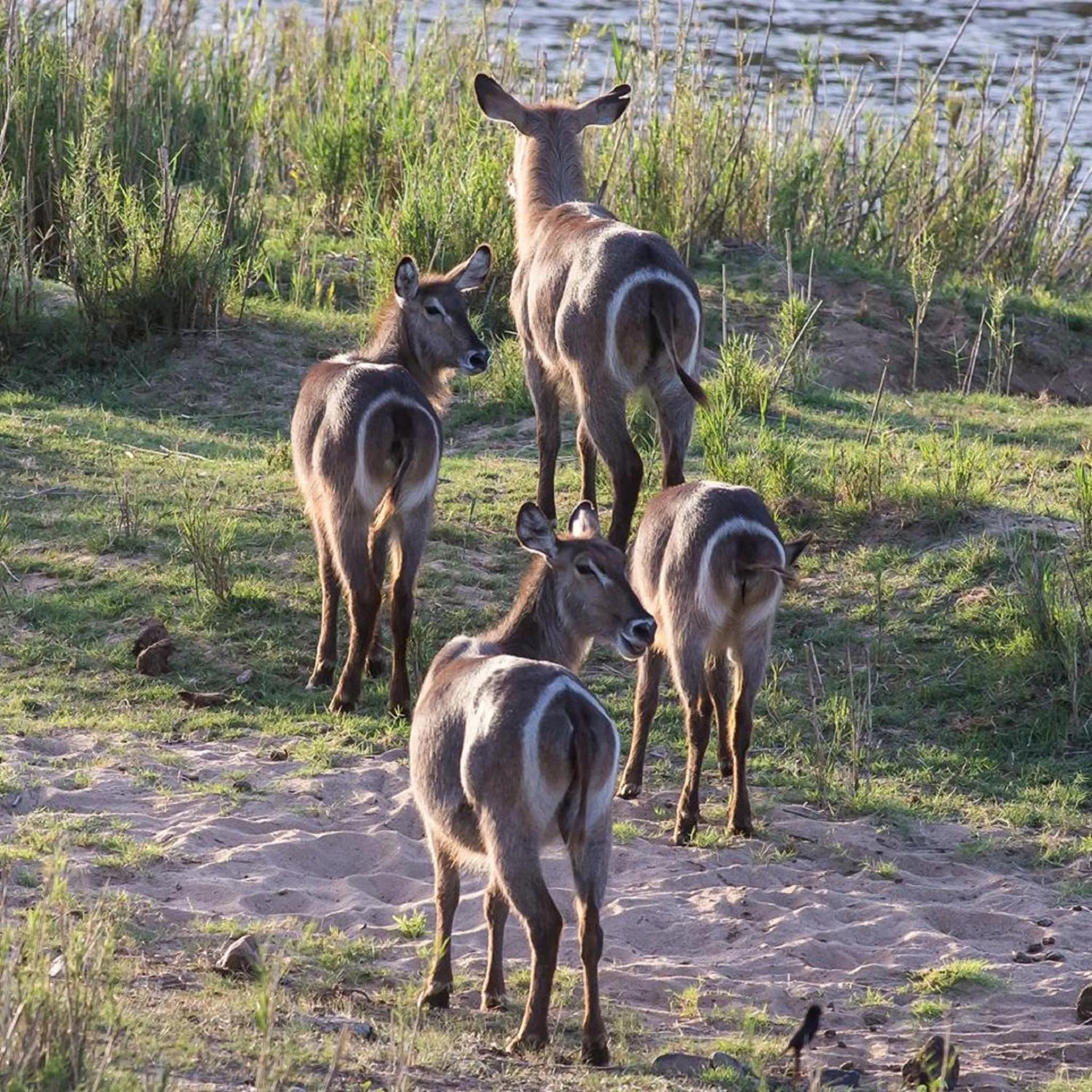 Animals in River House Lodge