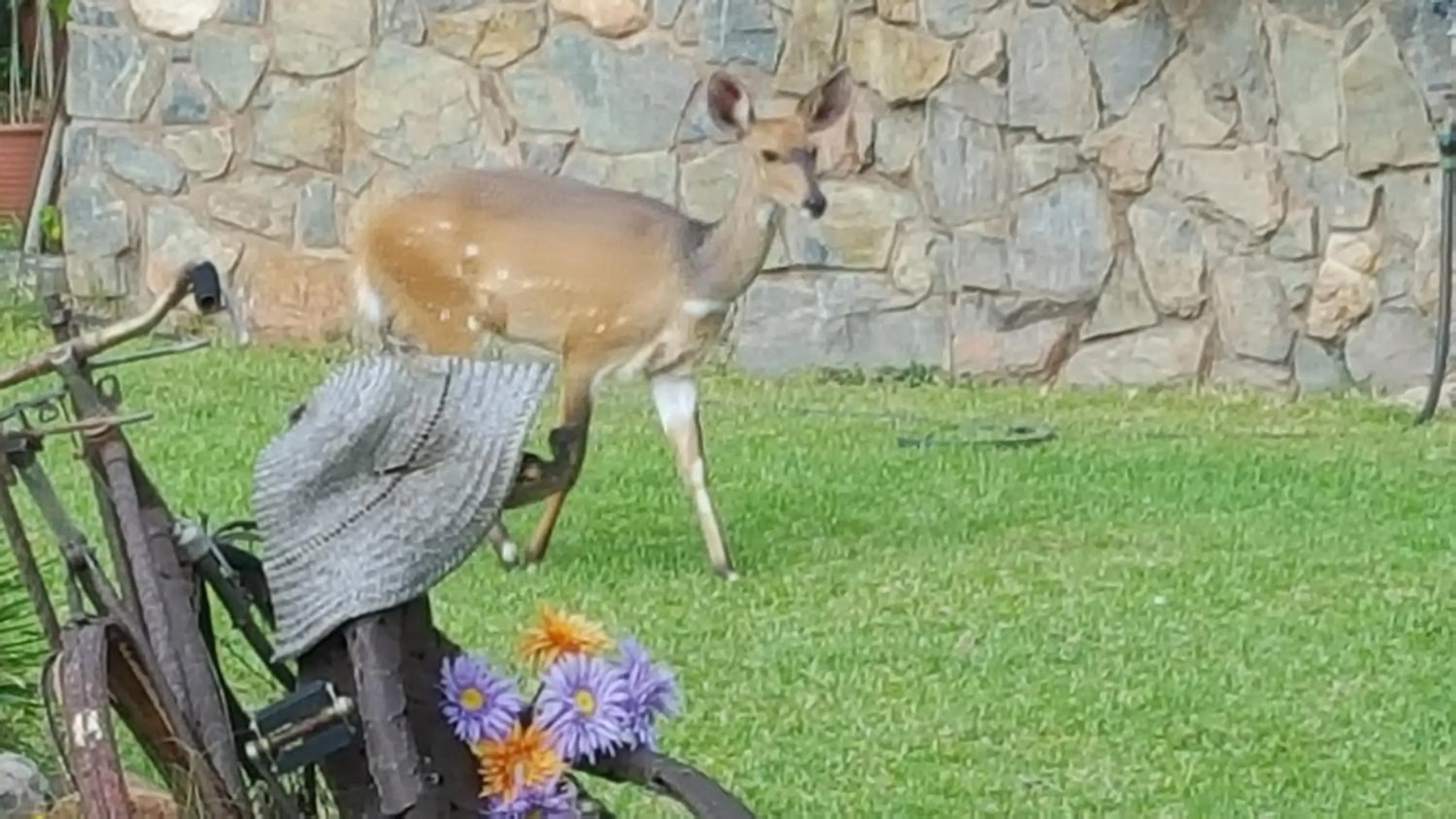 Animals in River House Lodge