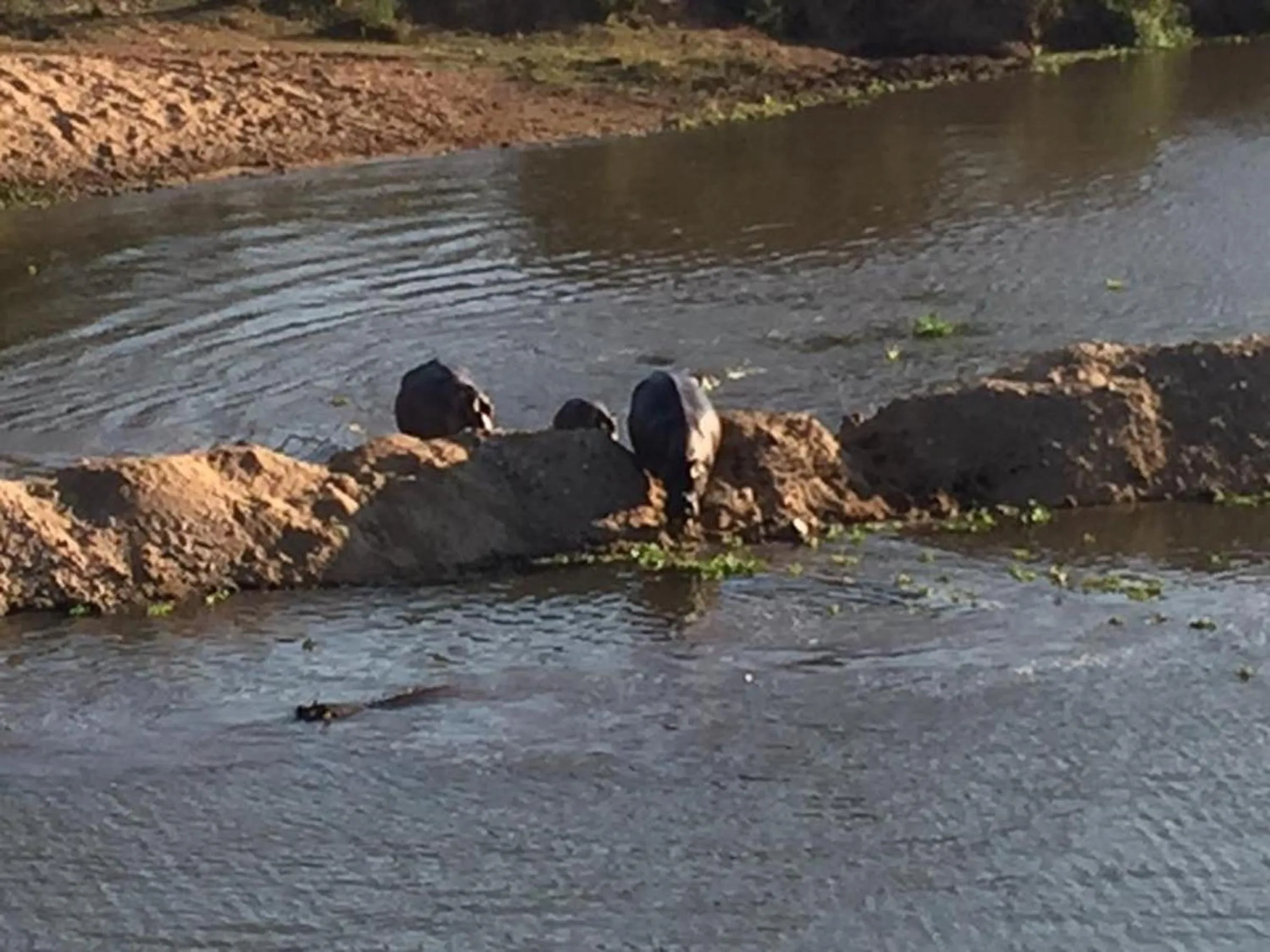 Animals in River House Lodge