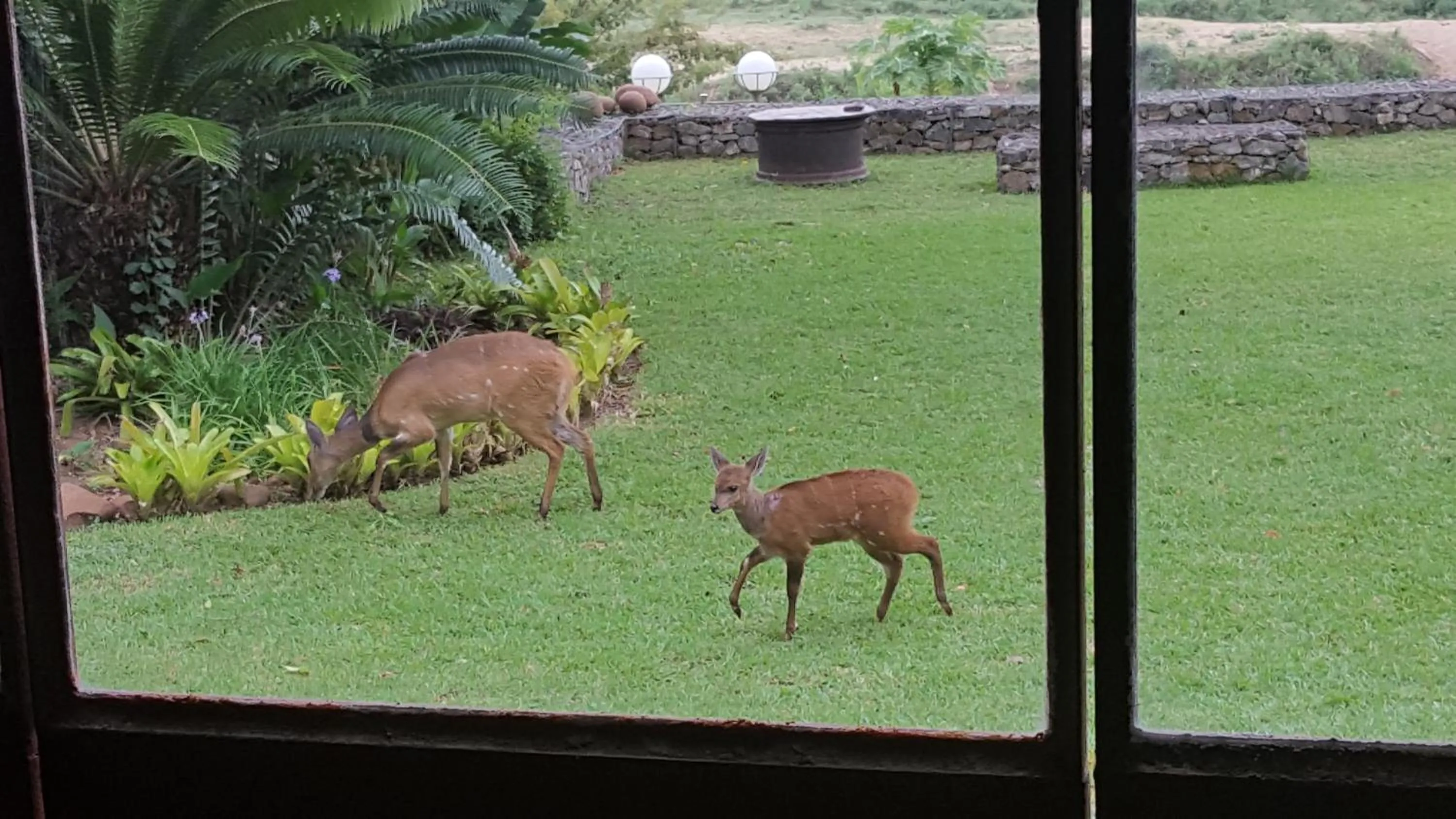 Animals in River House Lodge