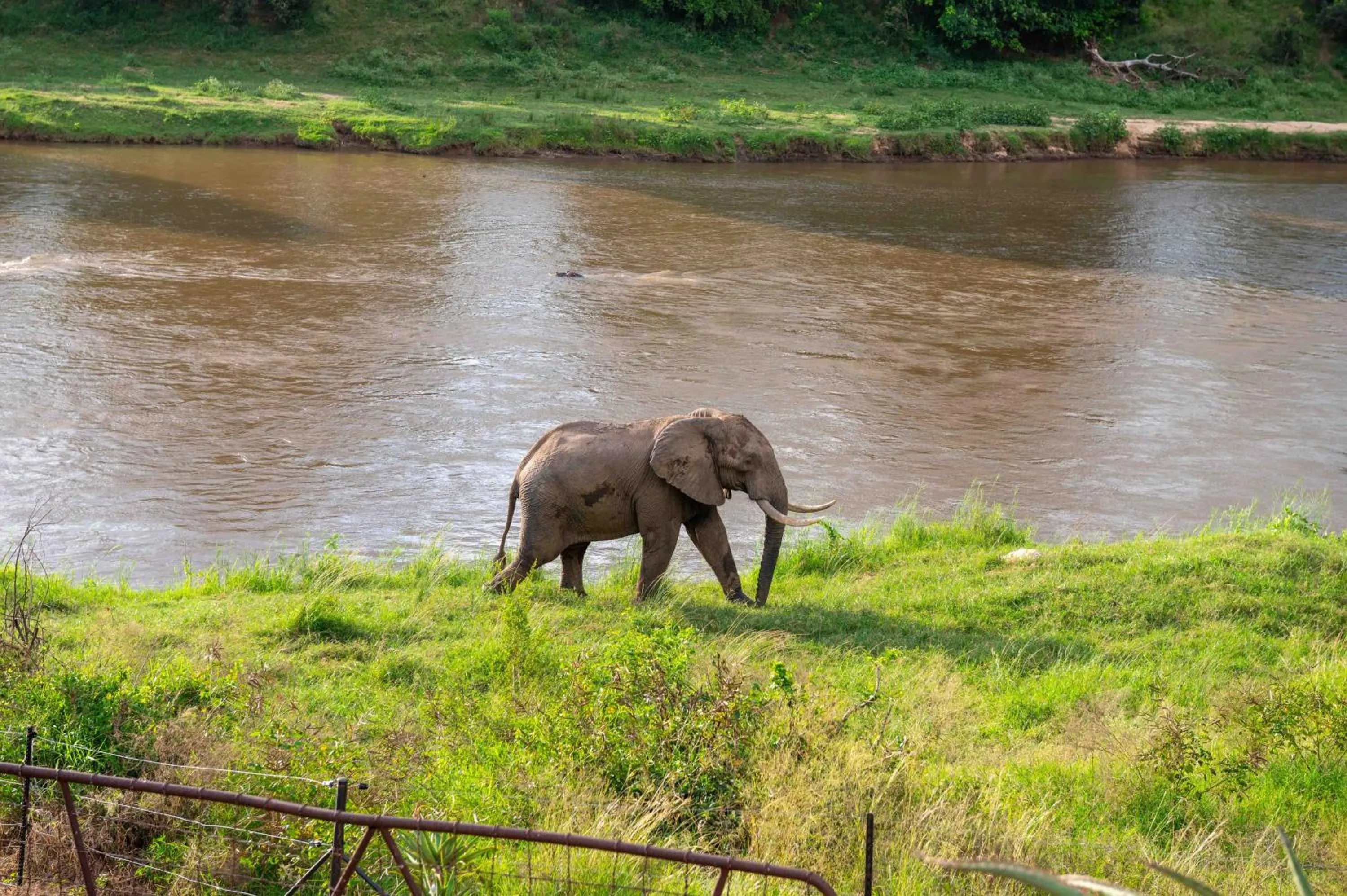 Animals in River House Lodge