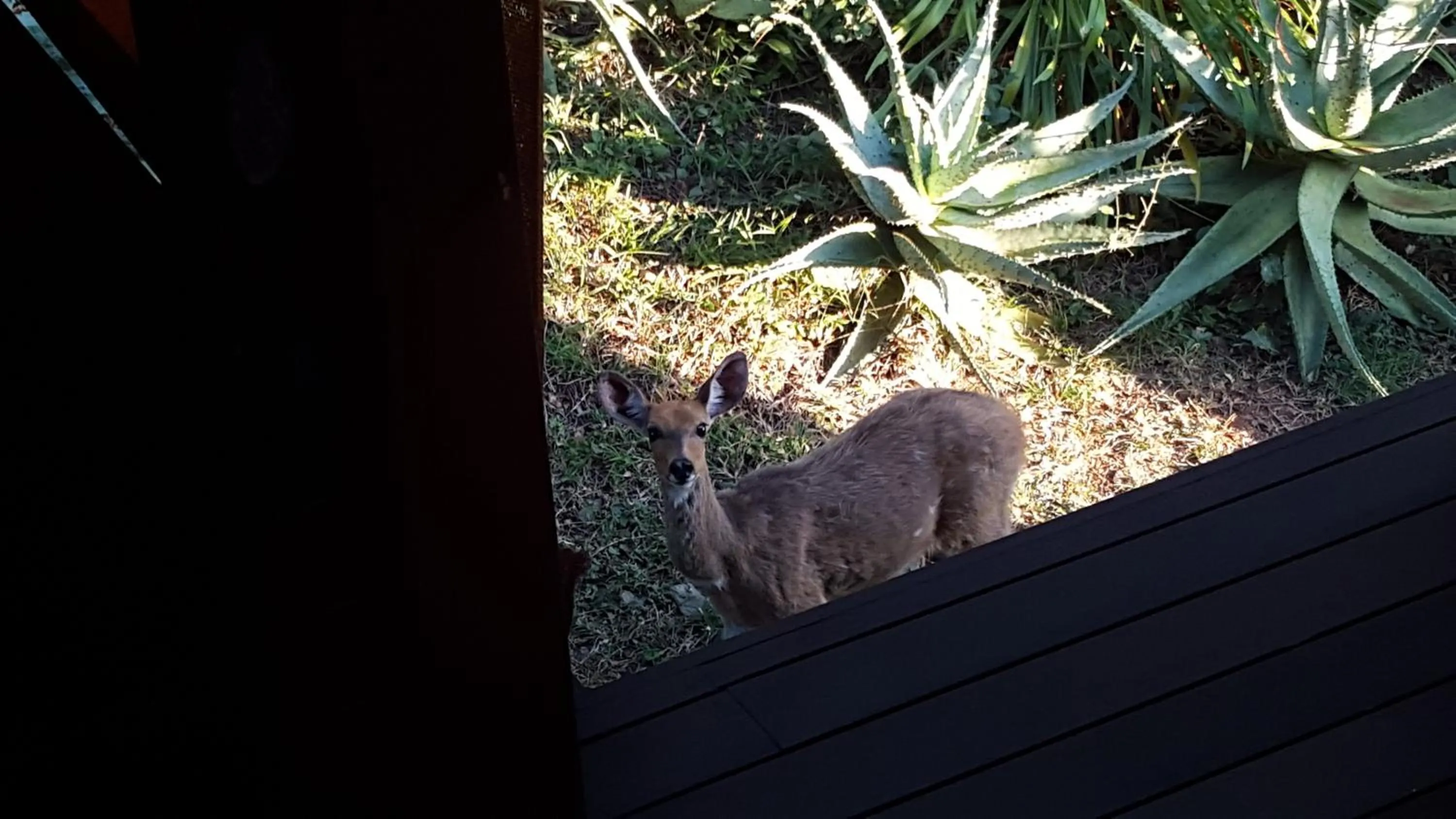 Animals in River House Lodge